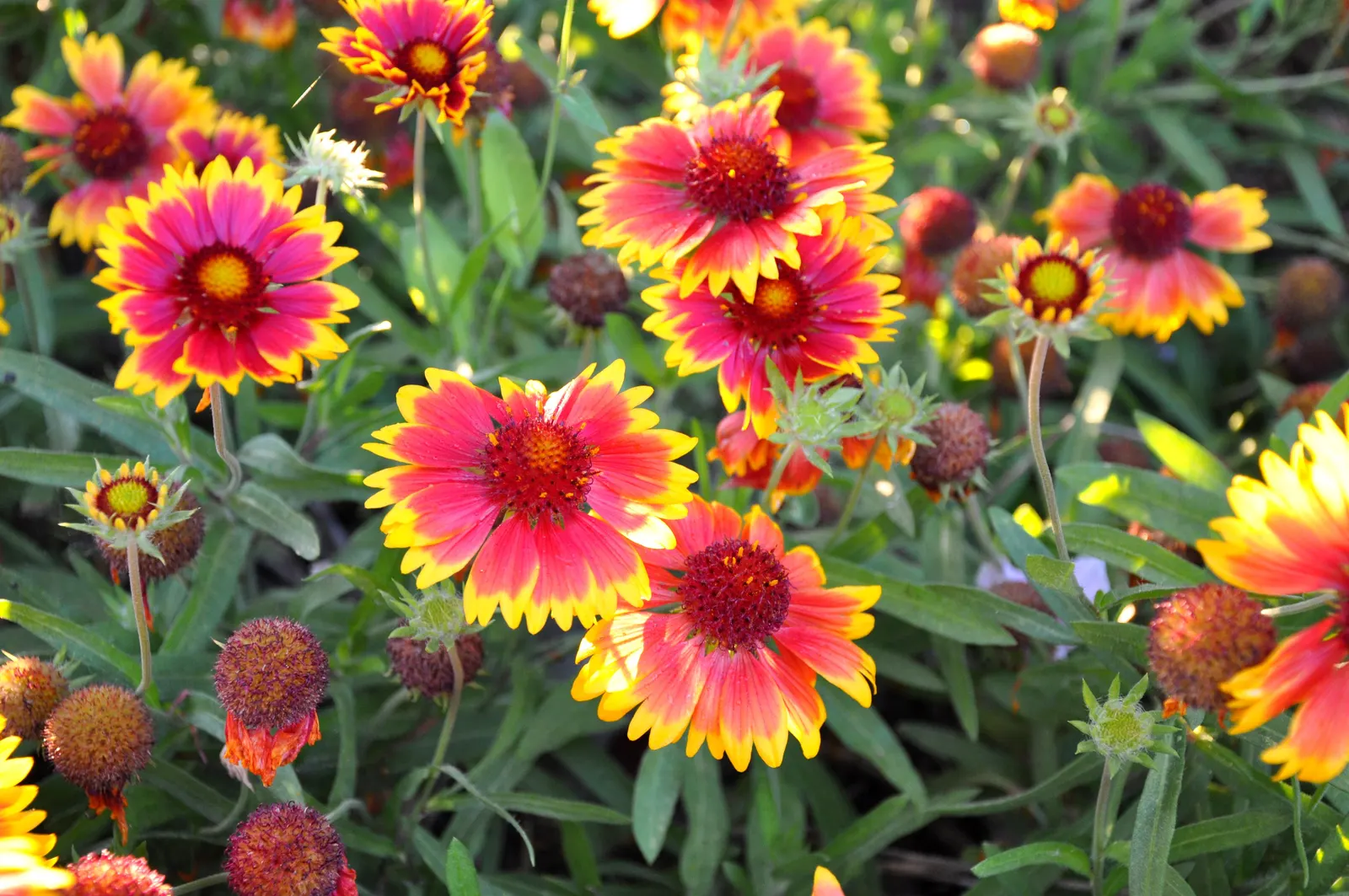 Blanket Flower (Gaillardia X Grandiflora) — Gaillardia x grandiflora is resistant to many pests and diseases; ensuring it remains a delightful and, image 108