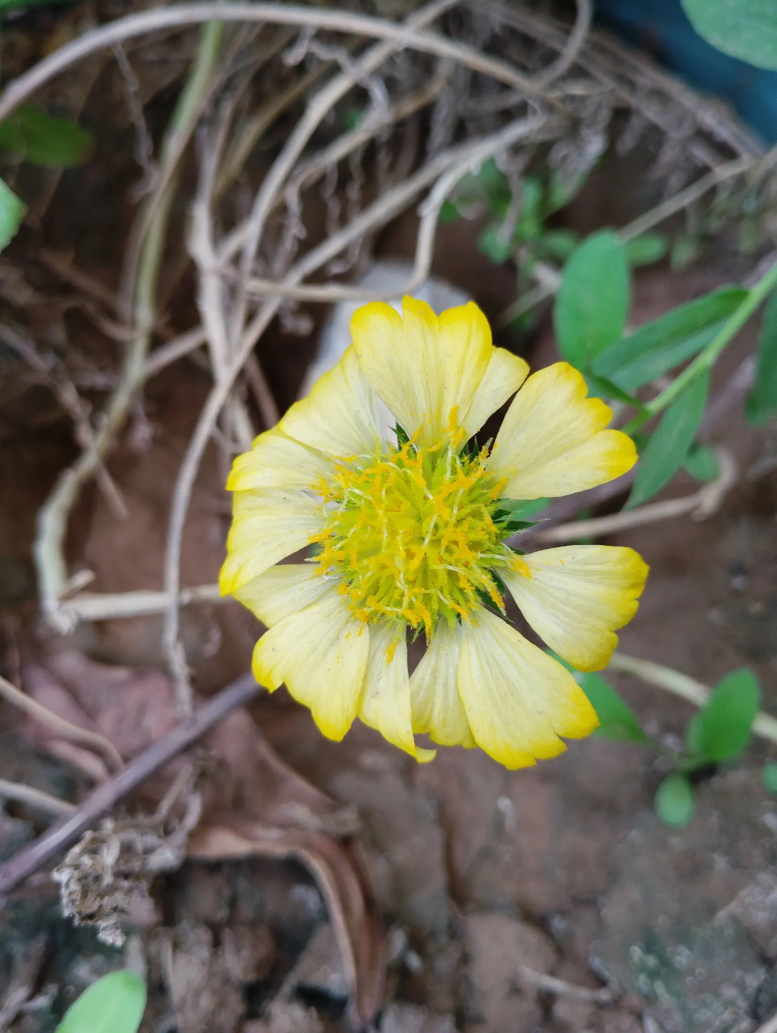 Blanket Flower (Gaillardia X Grandiflora) — often banded together to create a stunning sunset effect; ensuring it remains a delightful and enduring, image 68