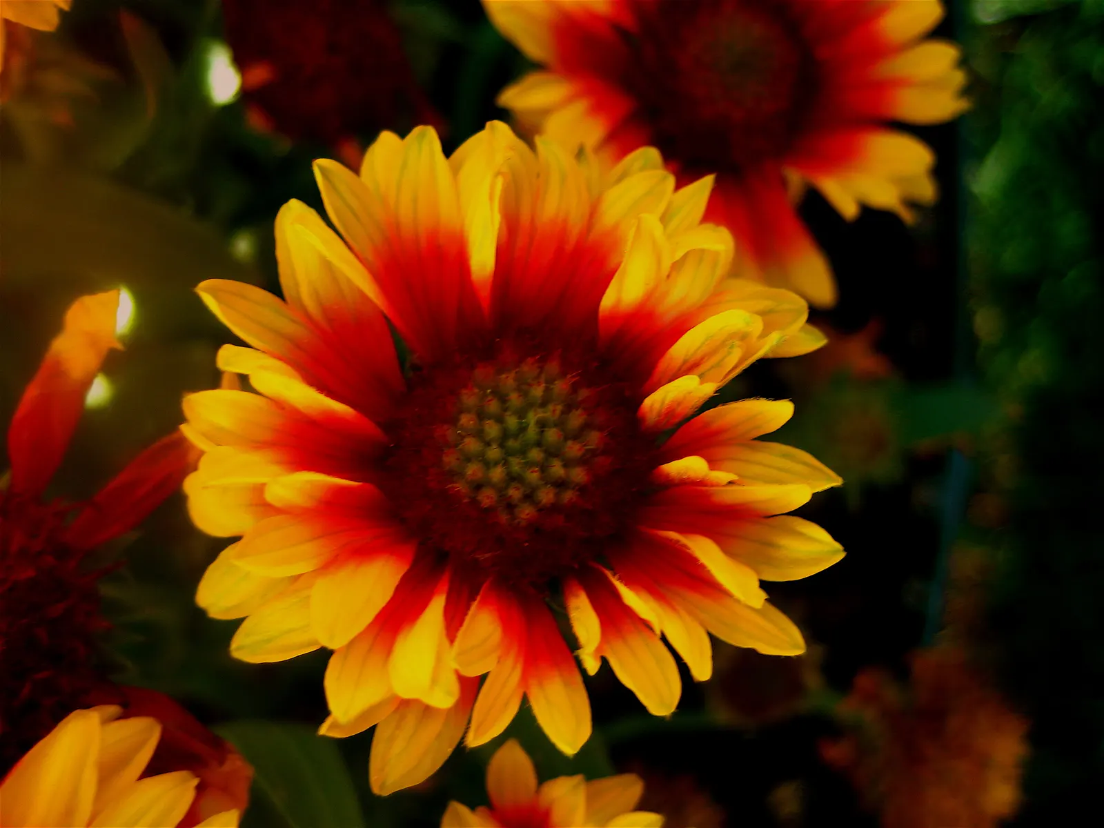 Blanket Flower (Gaillardia X Grandiflora) — Being low-maintenance, they require minimal care, though deadheading can promote prolonged blooming; the Blanket