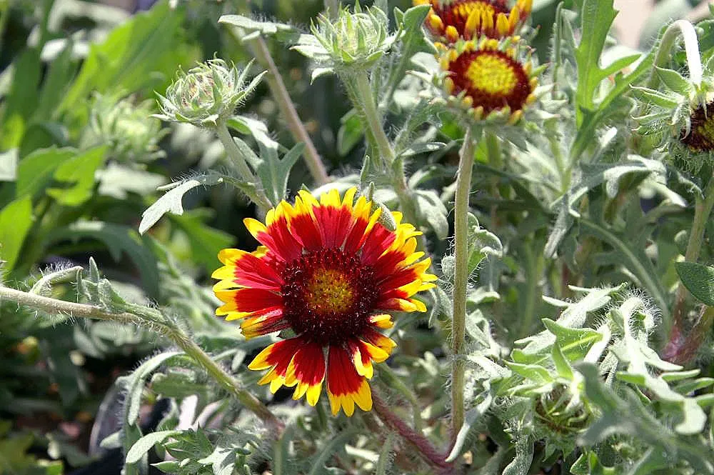 Blanket Flower (Gaillardia X Grandiflora) — scientifically named Gaillardia x grandiflora; the Blanket Flower features daisy-like blossoms, image 90