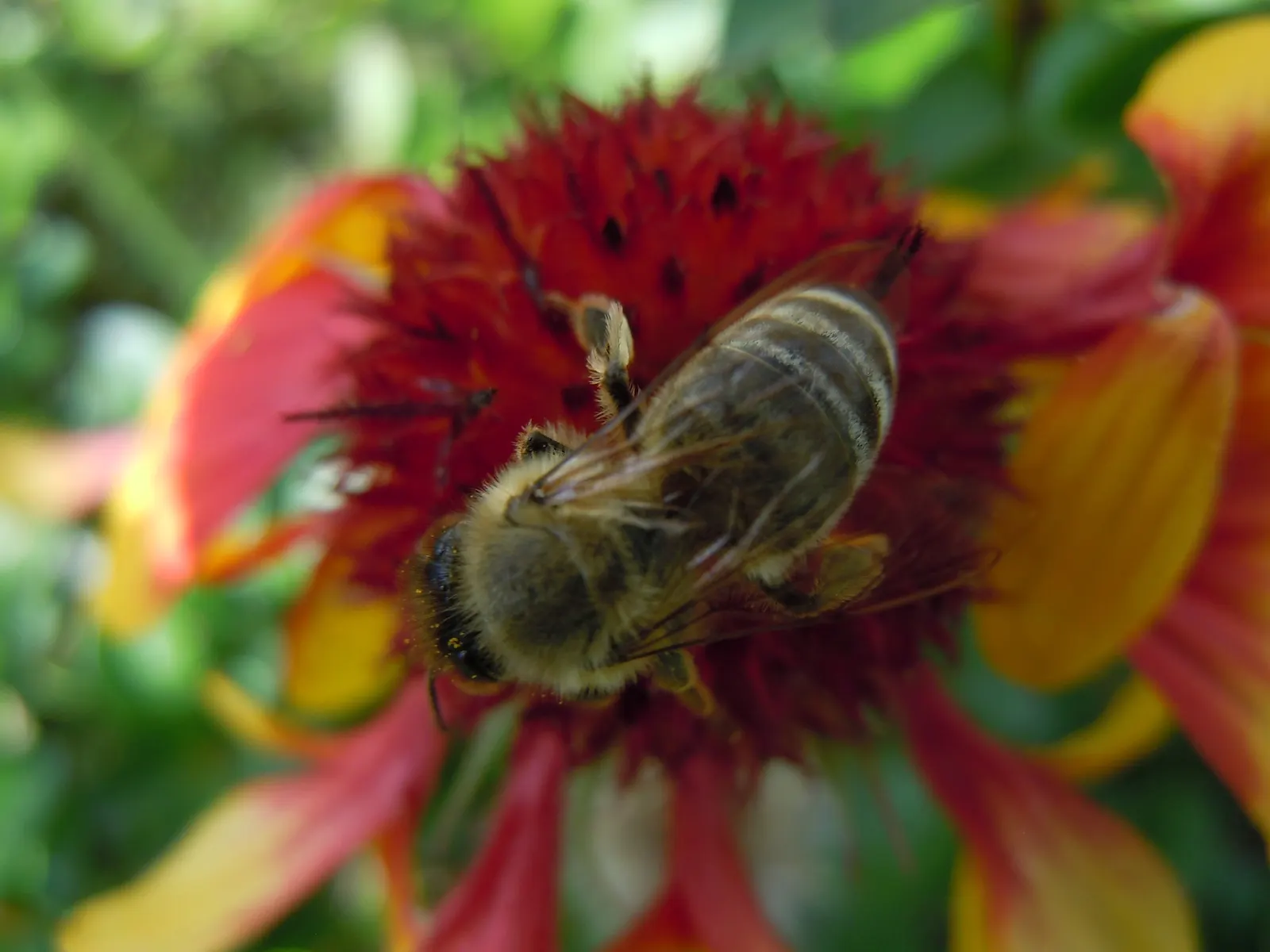 Blanket Flower (Gaillardia X Grandiflora) — often banded together to create a stunning sunset effect