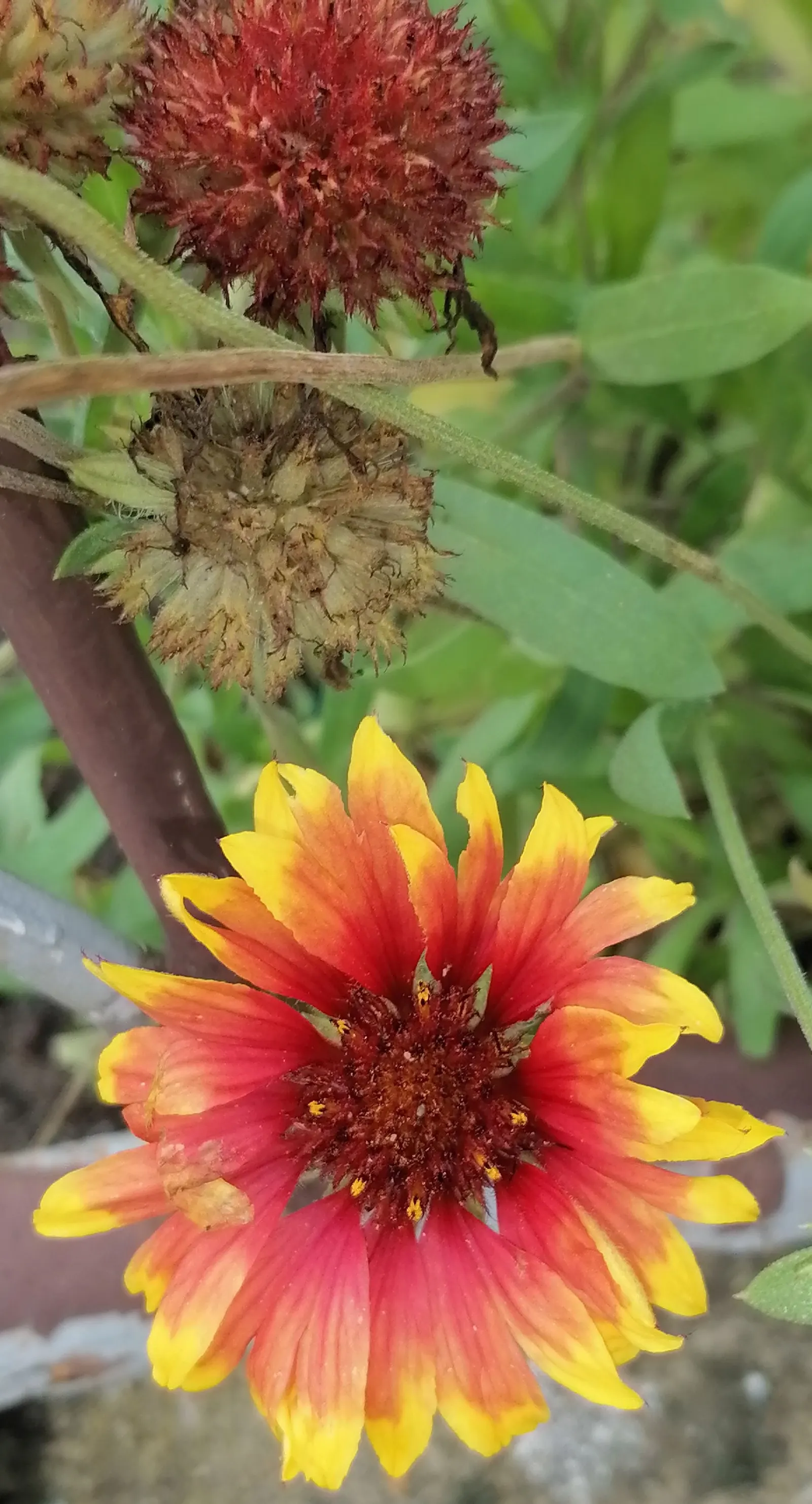 Blanket Flower (Gaillardia X Grandiflora) — Blanket Flowers are renowned for attracting pollinators such as butterflies and bees; ensuring it, image 104