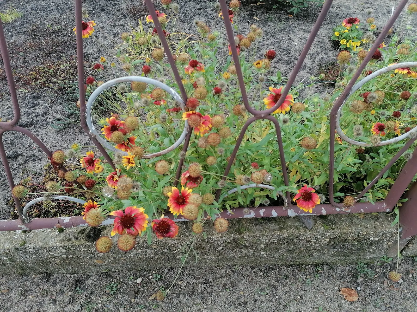 Blanket Flower (Gaillardia X Grandiflora) — resulting from a cross between Gaillardia aristata and Gaillardia pulchella; the Blanket Flower features daisy-like