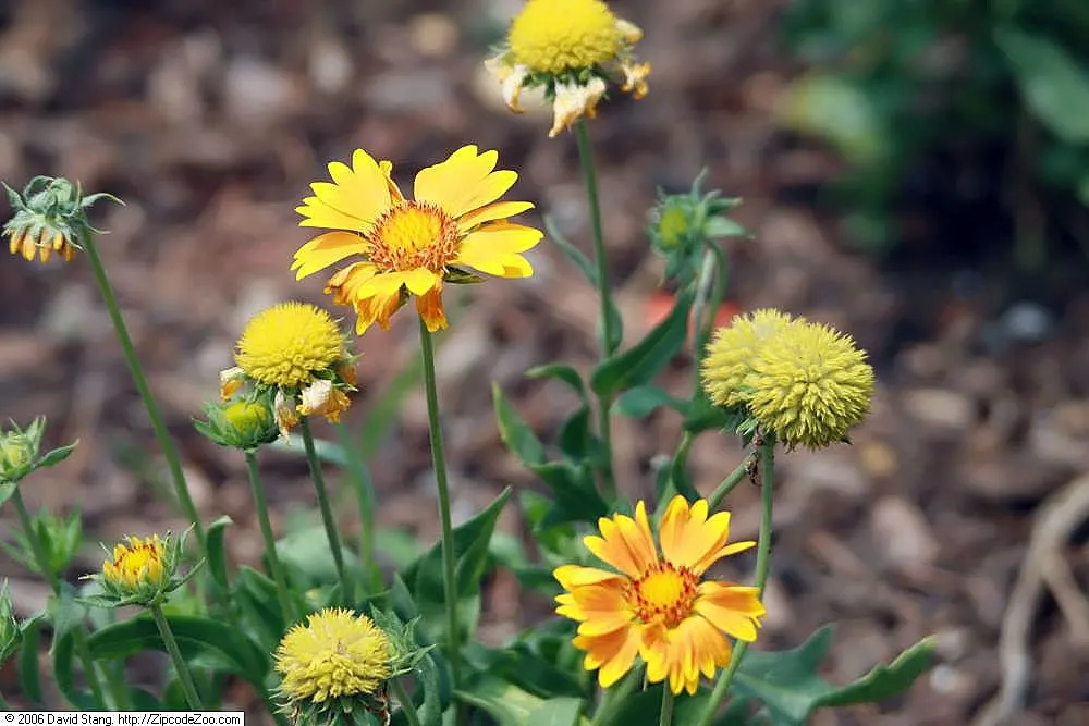 Blanket Flower (Gaillardia X Grandiflora) — Gaillardia x grandiflora prefers well-drained soils and thrives in full sun exposure