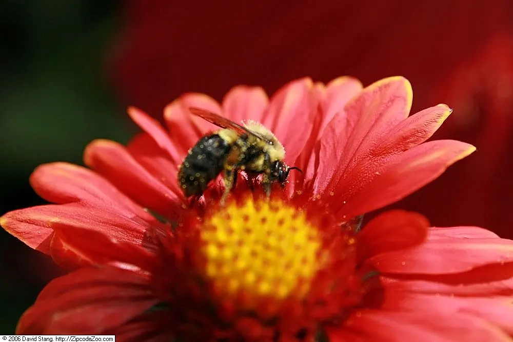 Blanket Flower (Gaillardia X Grandiflora) — Blanket Flowers are renowned for attracting pollinators such as butterflies and bees; ensuring it, image 76