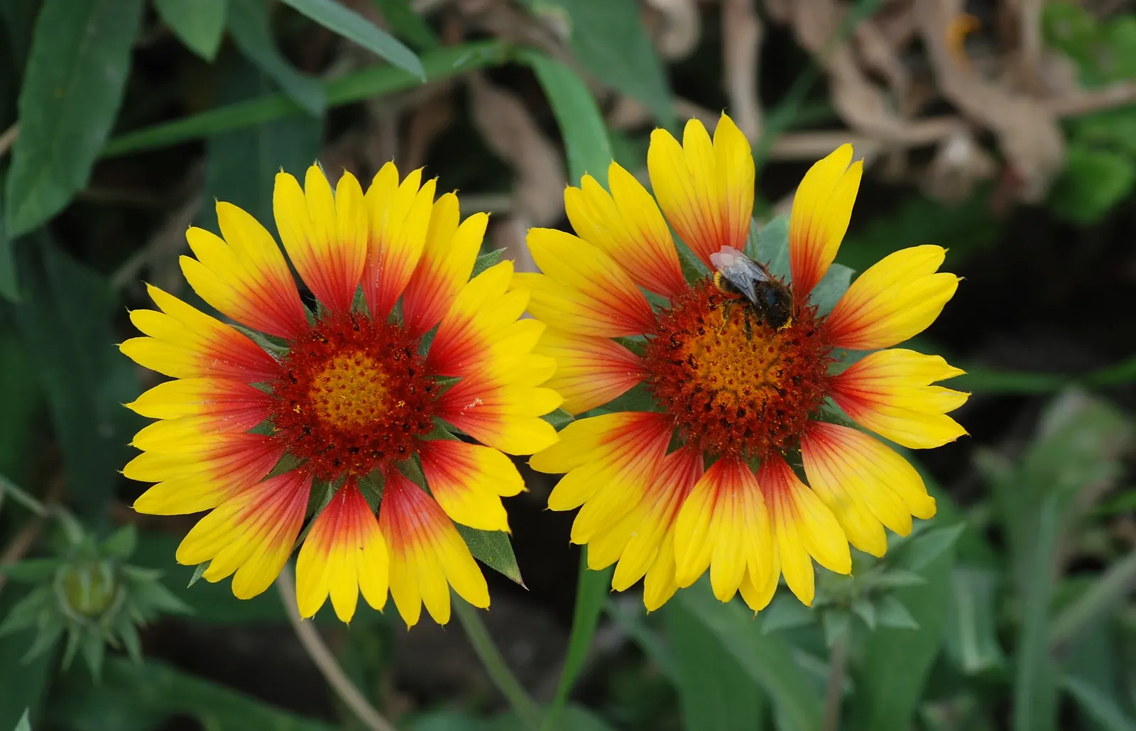 Blanket Flower (Gaillardia X Grandiflora) — Hardy across USDA zones 3-10