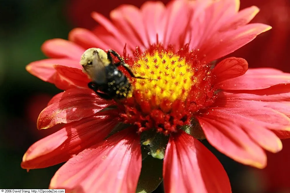 Blanket Flower (Gaillardia X Grandiflora) — ensuring it remains a delightful and enduring presence in your landscape design; from early summer to, image 109