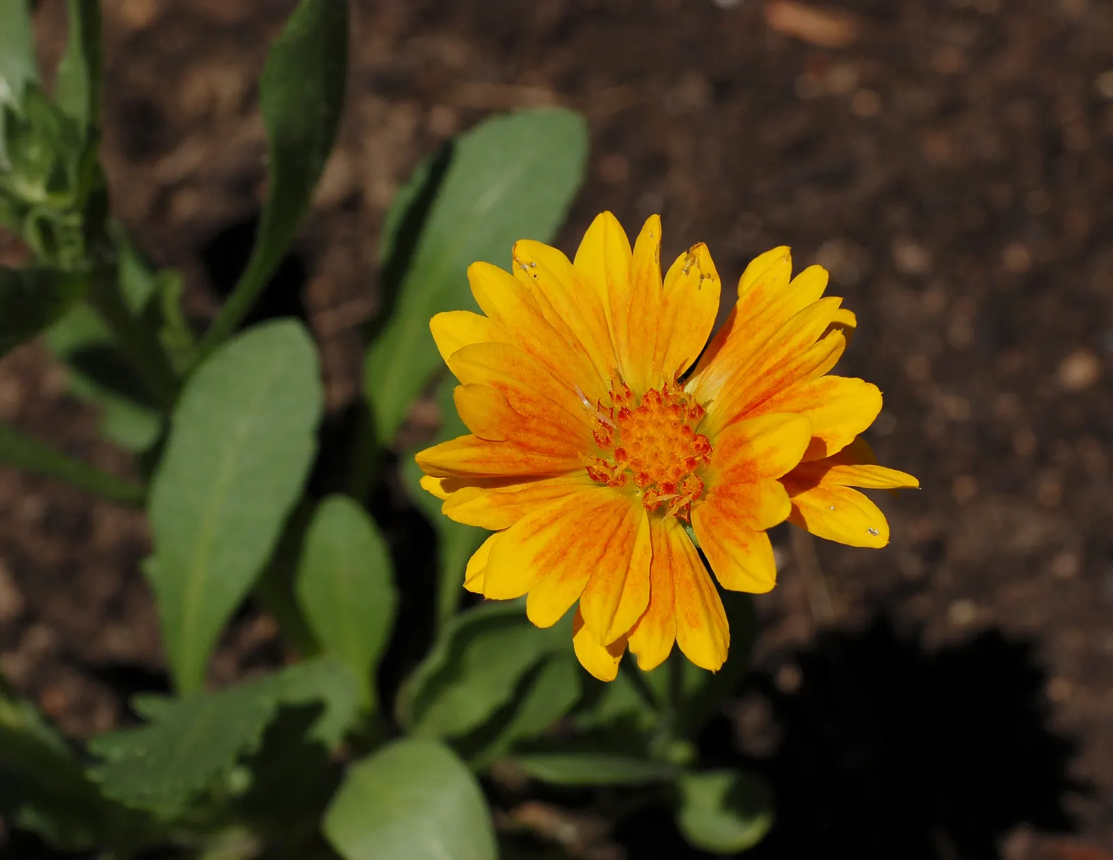 Blanket Flower (Gaillardia X Grandiflora) — adding dynamic color and life to any landscape; from early summer to fall