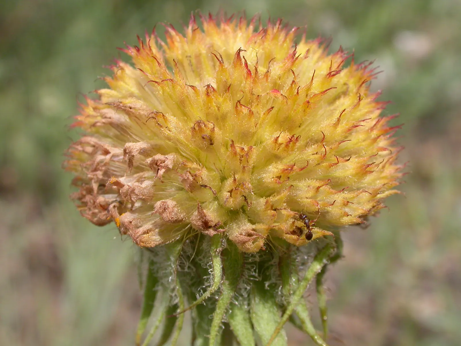 Blanket Flower (Gaillardia X Grandiflora) — from early summer to fall; ensuring it remains a delightful and enduring presence in your landscape, image 60
