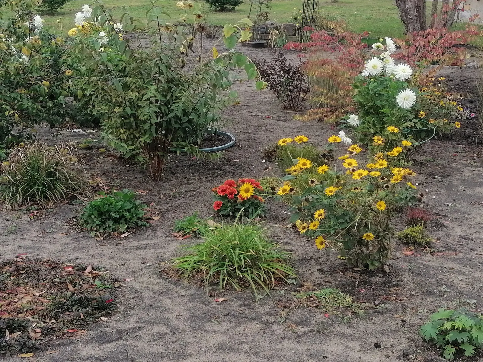 Blanket Flower (Gaillardia X Grandiflora) — perennial for full; ensuring it remains a delightful and enduring presence in your landscape design, image 112