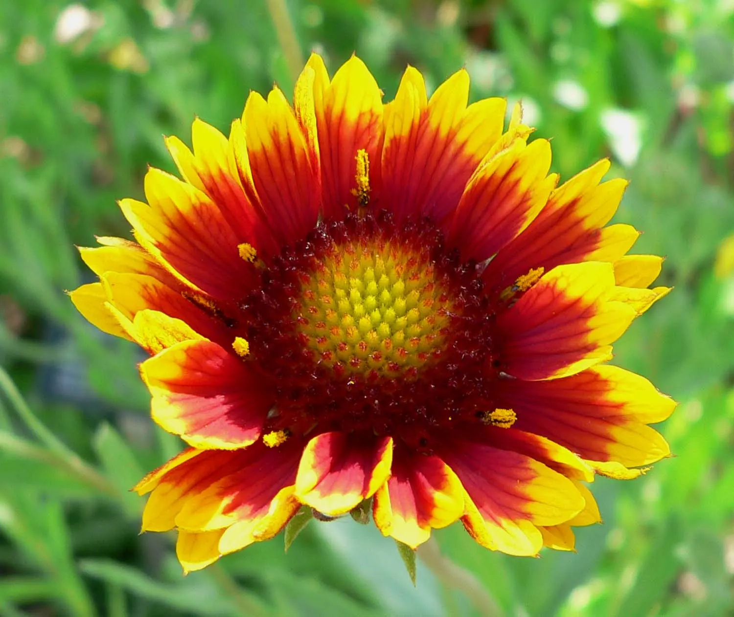 Blanket Flower (Gaillardia X Grandiflora) — and thus a practical selection for xeriscaping or low-maintenance gardens.<br><br>Furthermore; reducing the need