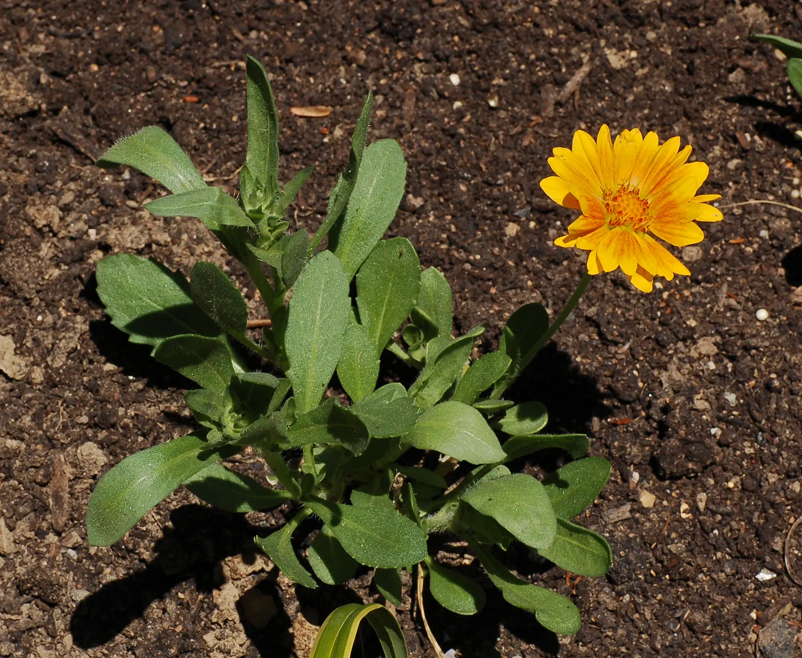 Blanket Flower (Gaillardia X Grandiflora) — enhancing the ecological value of your garden
