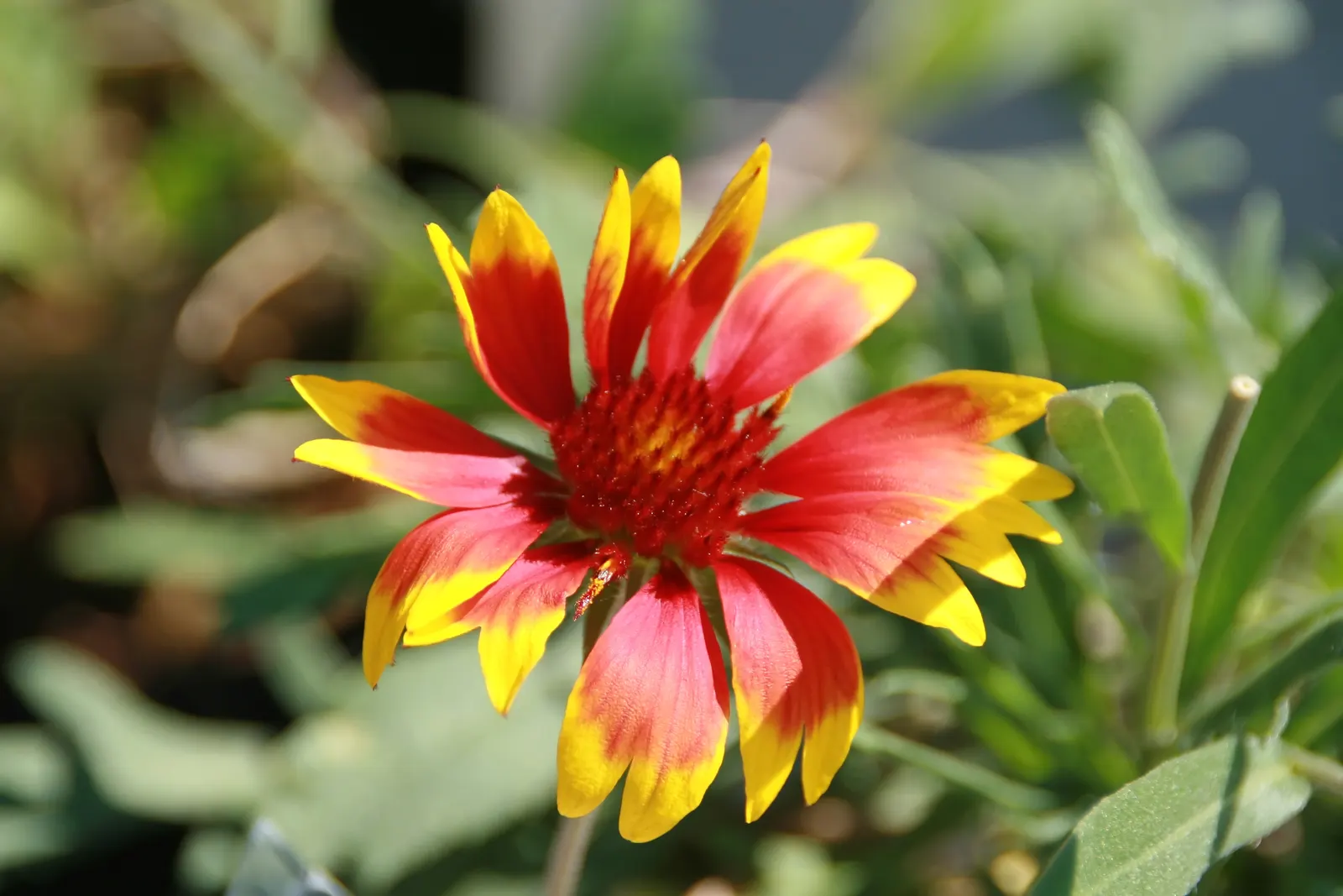 Blanket Flower (Gaillardia X Grandiflora) — ensuring it remains a delightful and enduring presence in your landscape design; from early summer to fall
