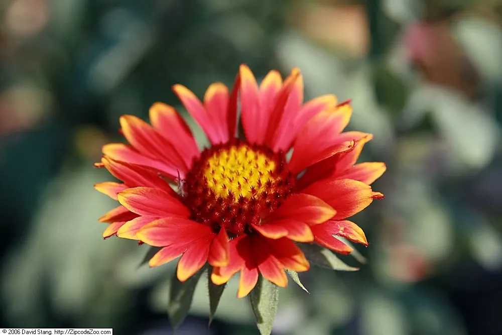 Blanket Flower (Gaillardia X Grandiflora) — It is also drought-tolerant once established; from early summer to fall, image 73