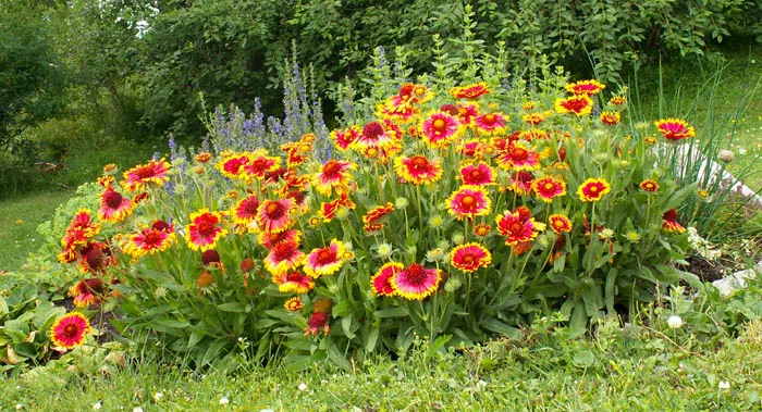Blanket Flower (Gaillardia X Grandiflora) — Hardy across USDA zones 3-10; reducing the need for frequent watering, image 79