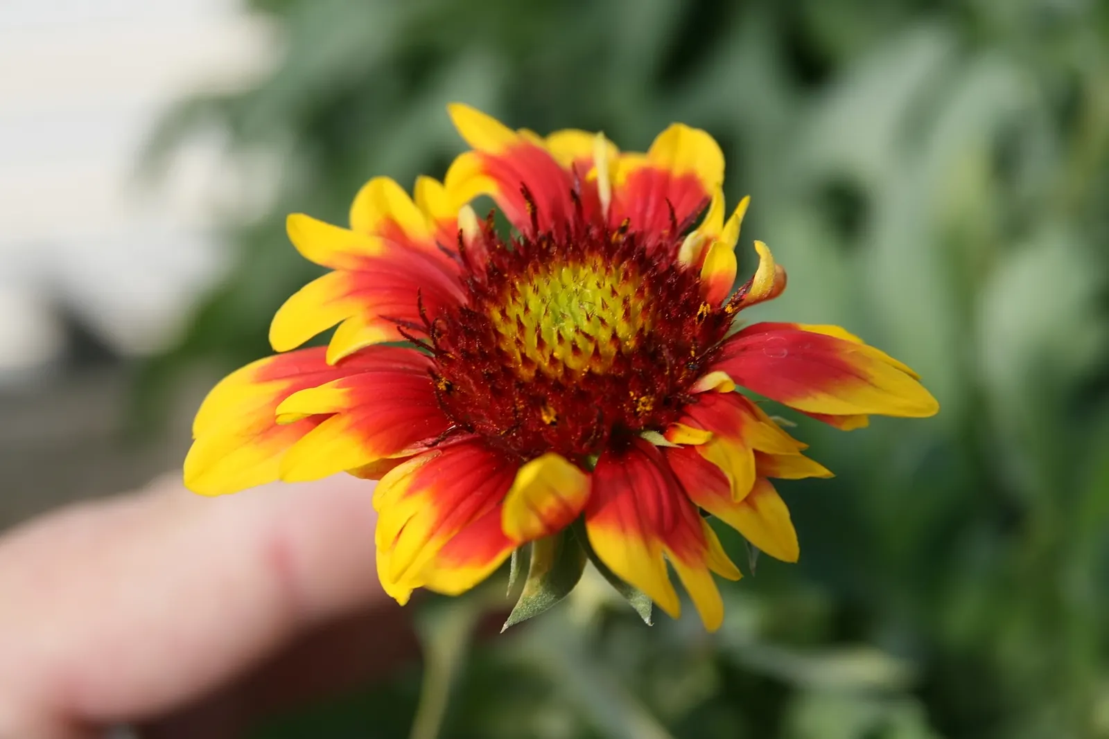 Blanket Flower (Gaillardia X Grandiflora) — It is also drought-tolerant once established; from early summer to fall