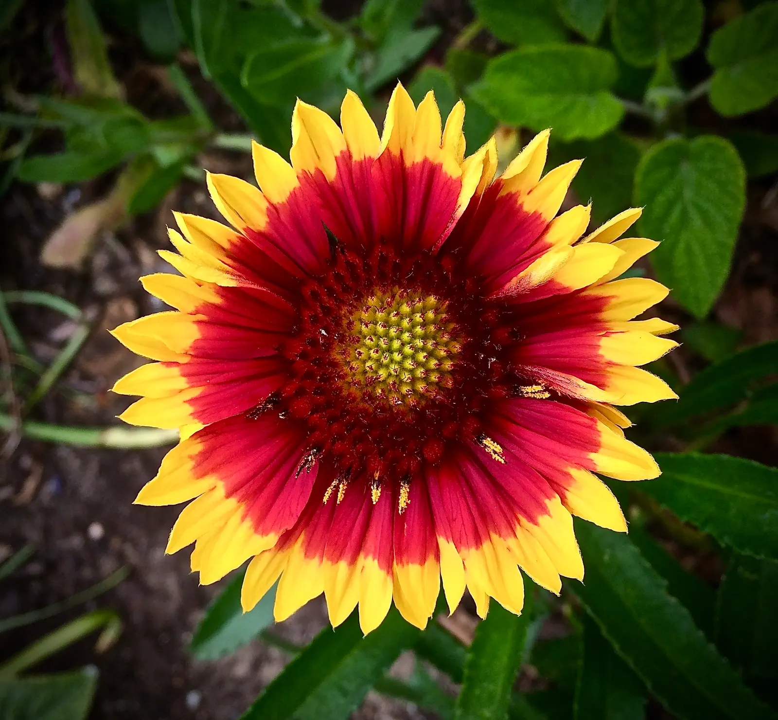 Blanket Flower (Gaillardia X Grandiflora) — adding dynamic color and life to any landscape; from early summer to fall, image 61