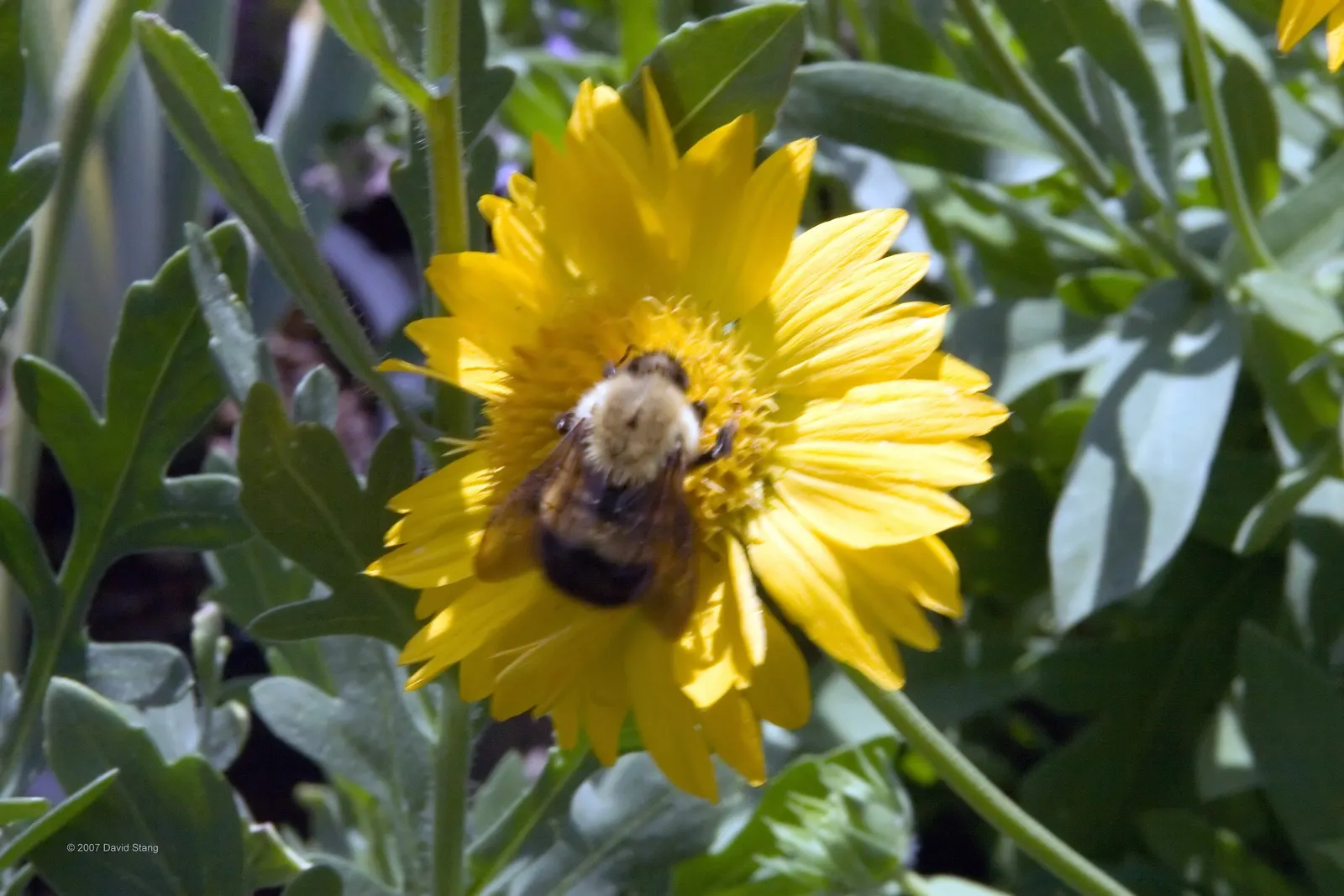 Blanket Flower (Gaillardia X Grandiflora) — Gaillardia x grandiflora prefers well-drained soils and thrives in full sun exposure; the Blanket, image 126