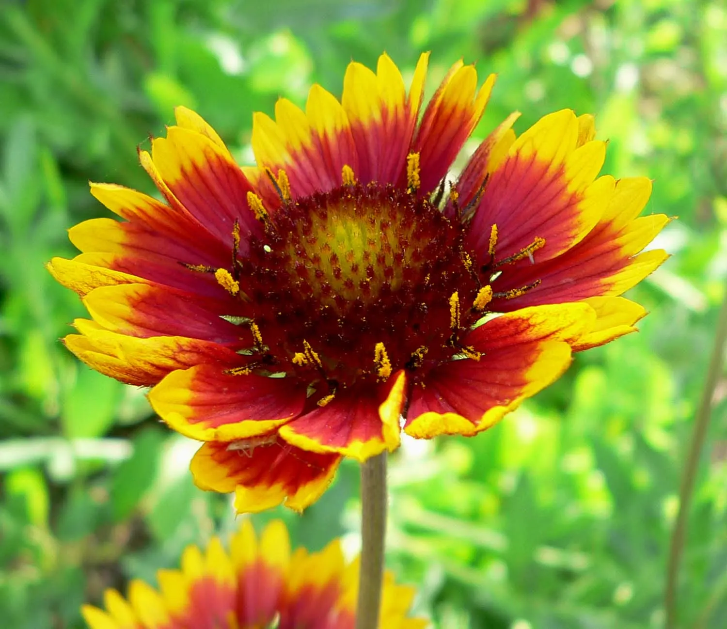 Blanket Flower (Gaillardia X Grandiflora) — perennial for full