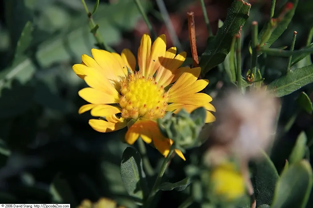 Blanket Flower (Gaillardia X Grandiflora) — scientifically named Gaillardia x grandiflora; the Blanket Flower features daisy-like blossoms, image 62