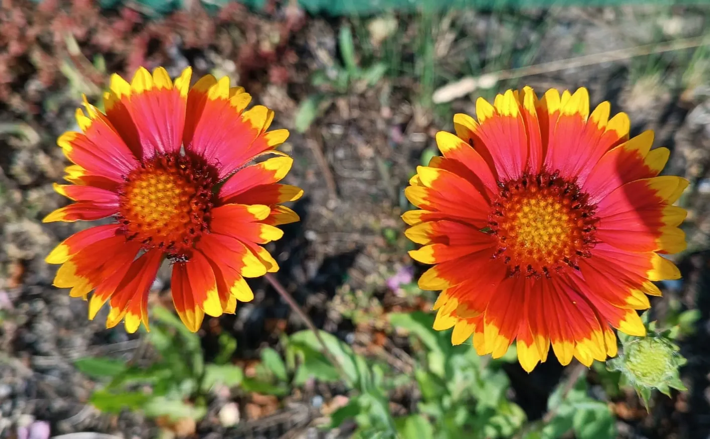 Blanket Flower (Gaillardia X Grandiflora) — Gaillardia x grandiflora is resistant to many pests and diseases; ensuring it remains a delightful and, image 80