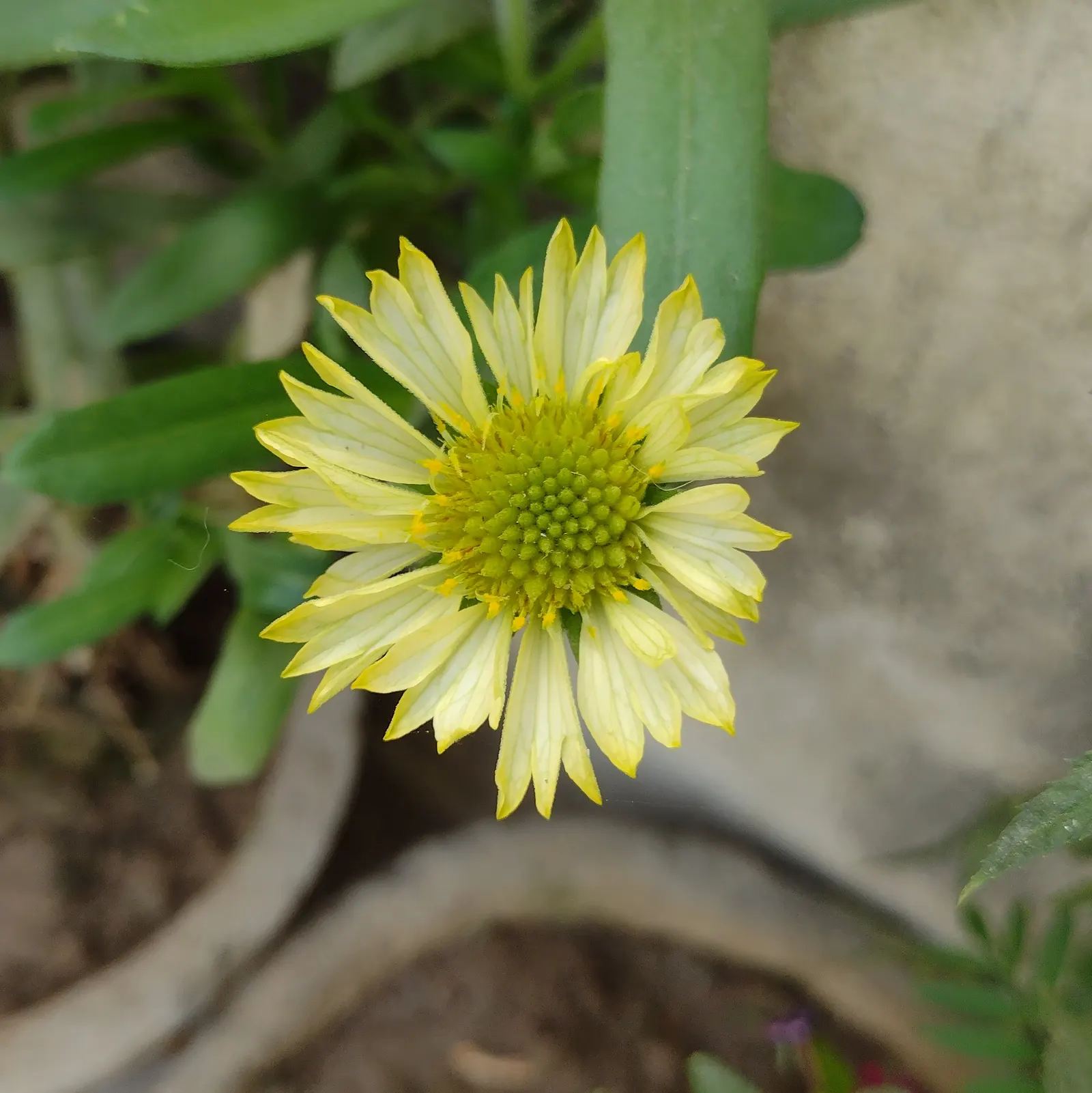 Blanket Flower (Gaillardia X Grandiflora) — Low maintenance with moderate water needs, it's perfect for xeriscaping; reducing the need for frequent, image 87