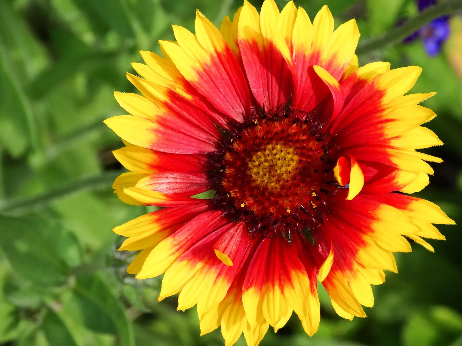 Blanket Flower (Gaillardia X Grandiflora) — mounded coverage.<br><br>Adapted to a wide range of soil conditions; from early summer to fall