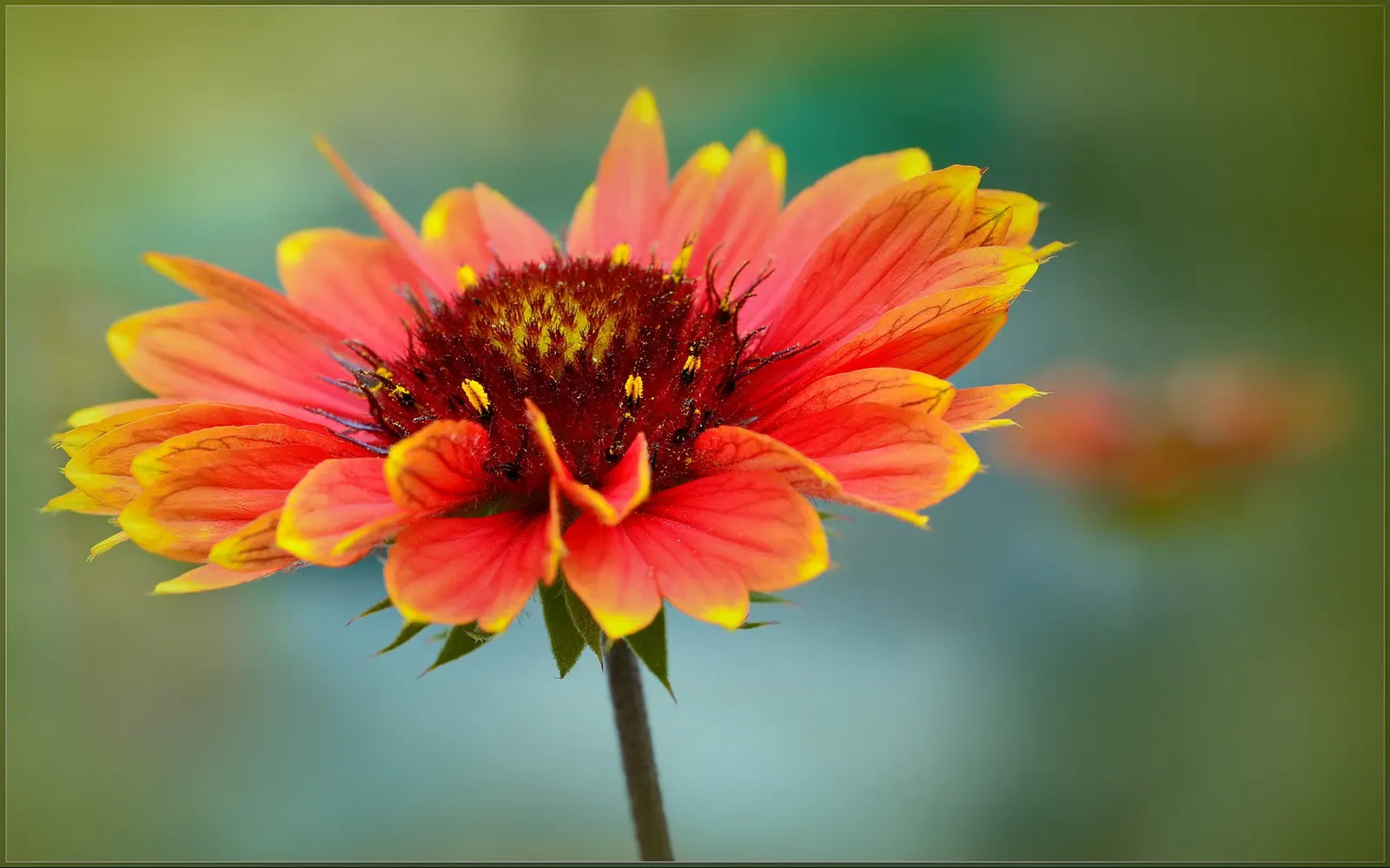 Blanket Flower (Gaillardia X Grandiflora) — and thus a practical selection for xeriscaping or low-maintenance gardens.<br><br>Furthermore; reducing, image 131