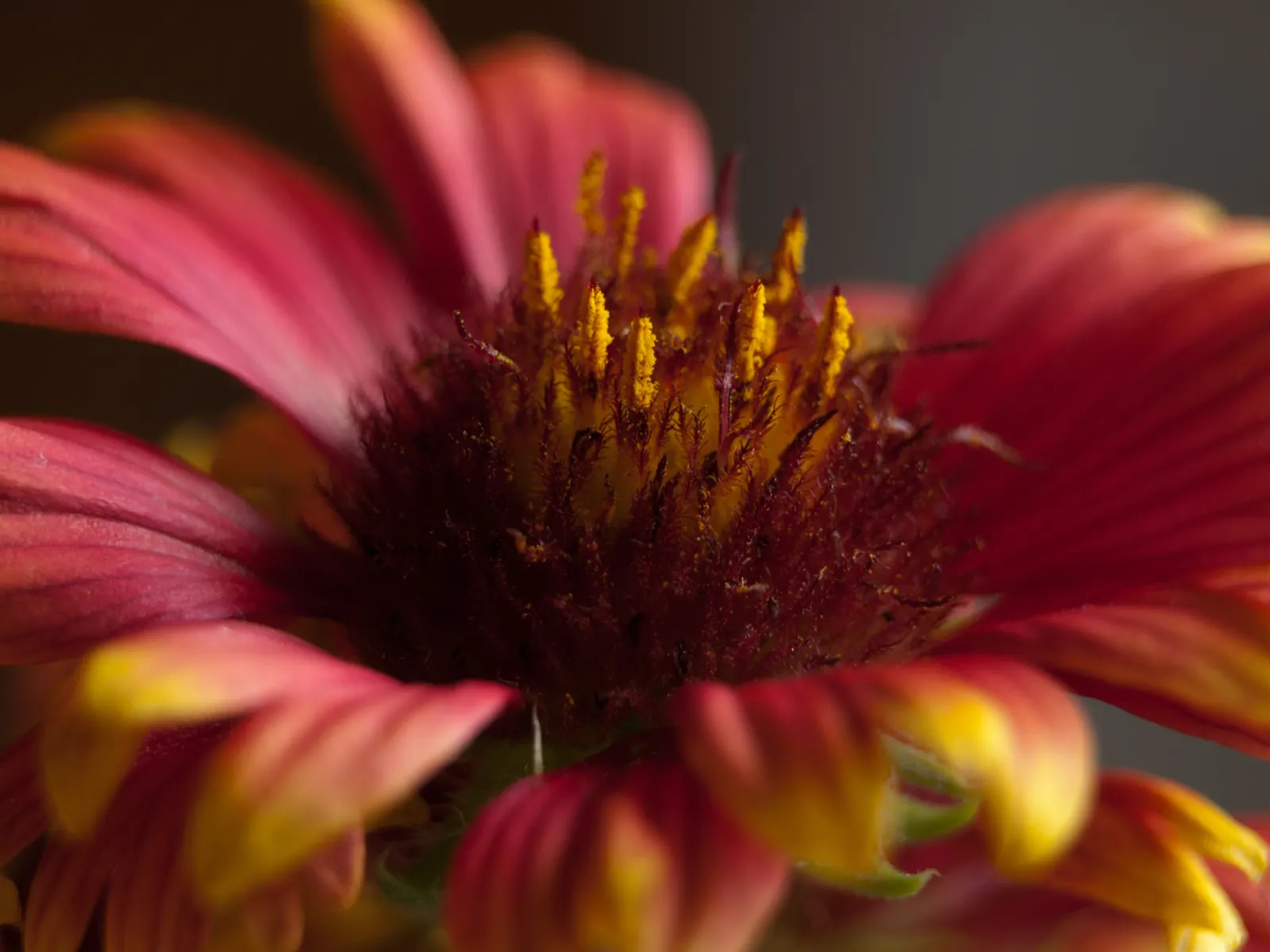 Blanket Flower (Gaillardia X Grandiflora) — adding dynamic color and life to any landscape; from early summer to fall, image 89