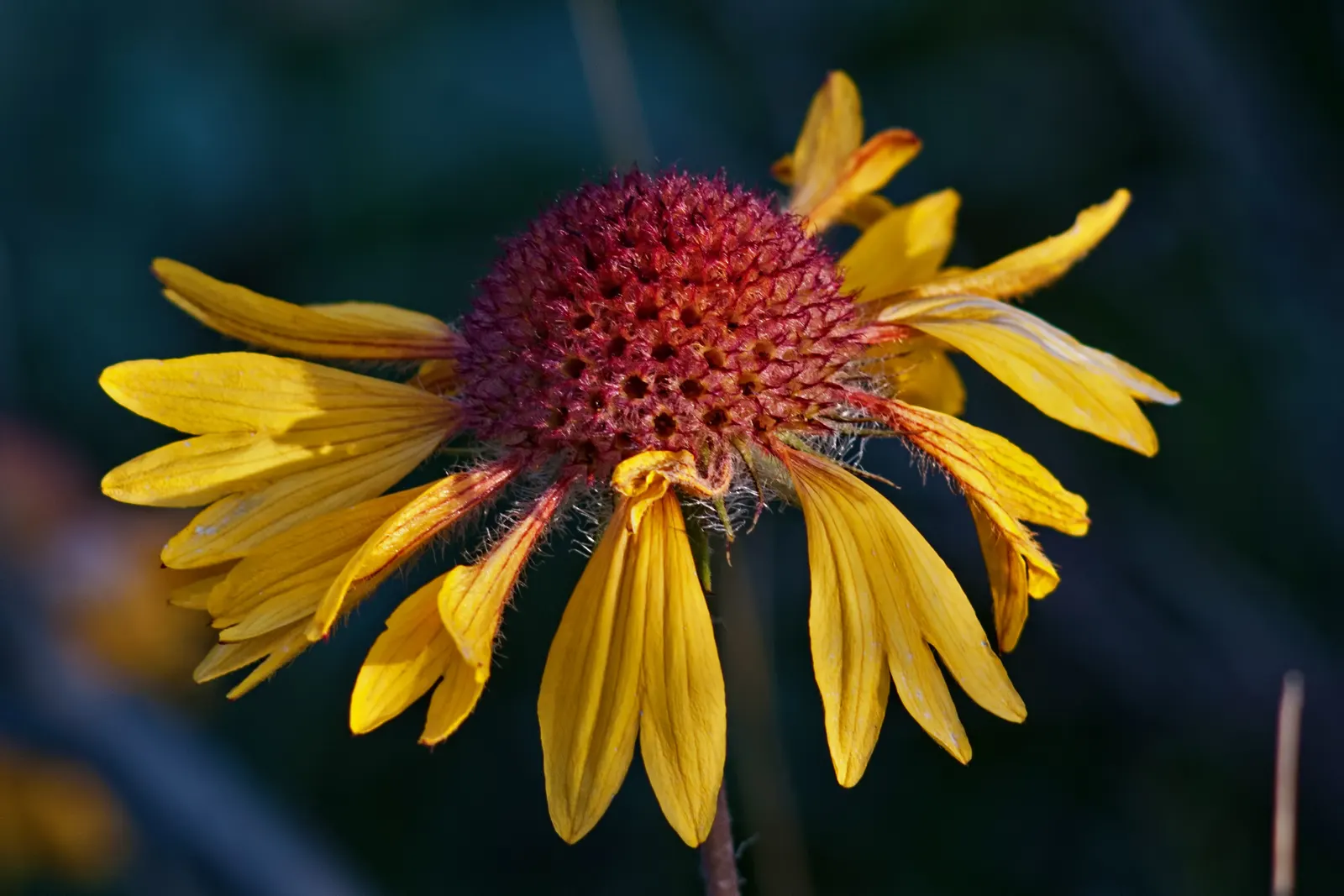Blanket Flower (Gaillardia X Grandiflora) — ensuring it remains a delightful and enduring presence in your landscape design; from early summer to, image 81