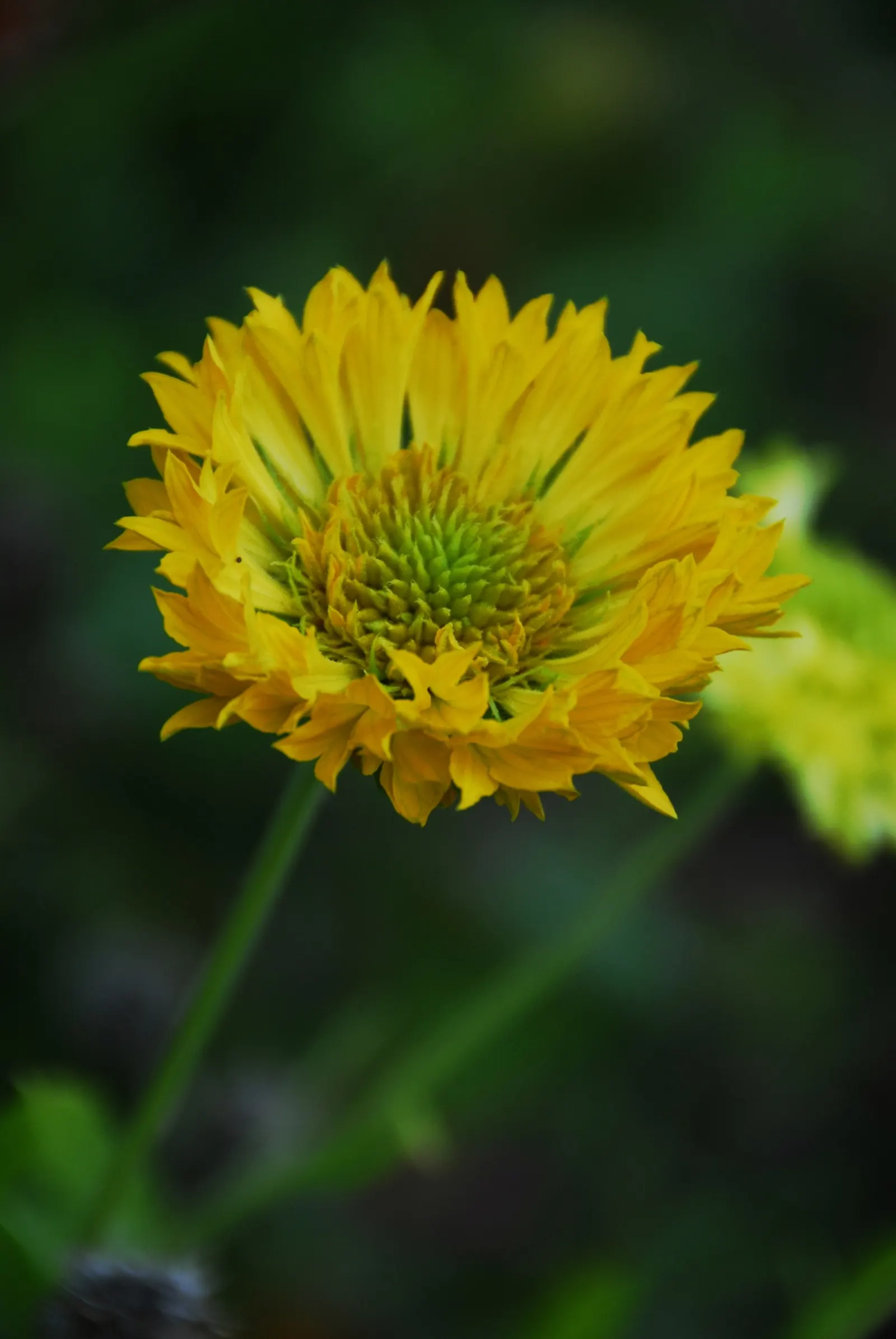 Blanket Flower (Gaillardia X Grandiflora) — scientifically named Gaillardia x grandiflora; the Blanket Flower features daisy-like blossoms