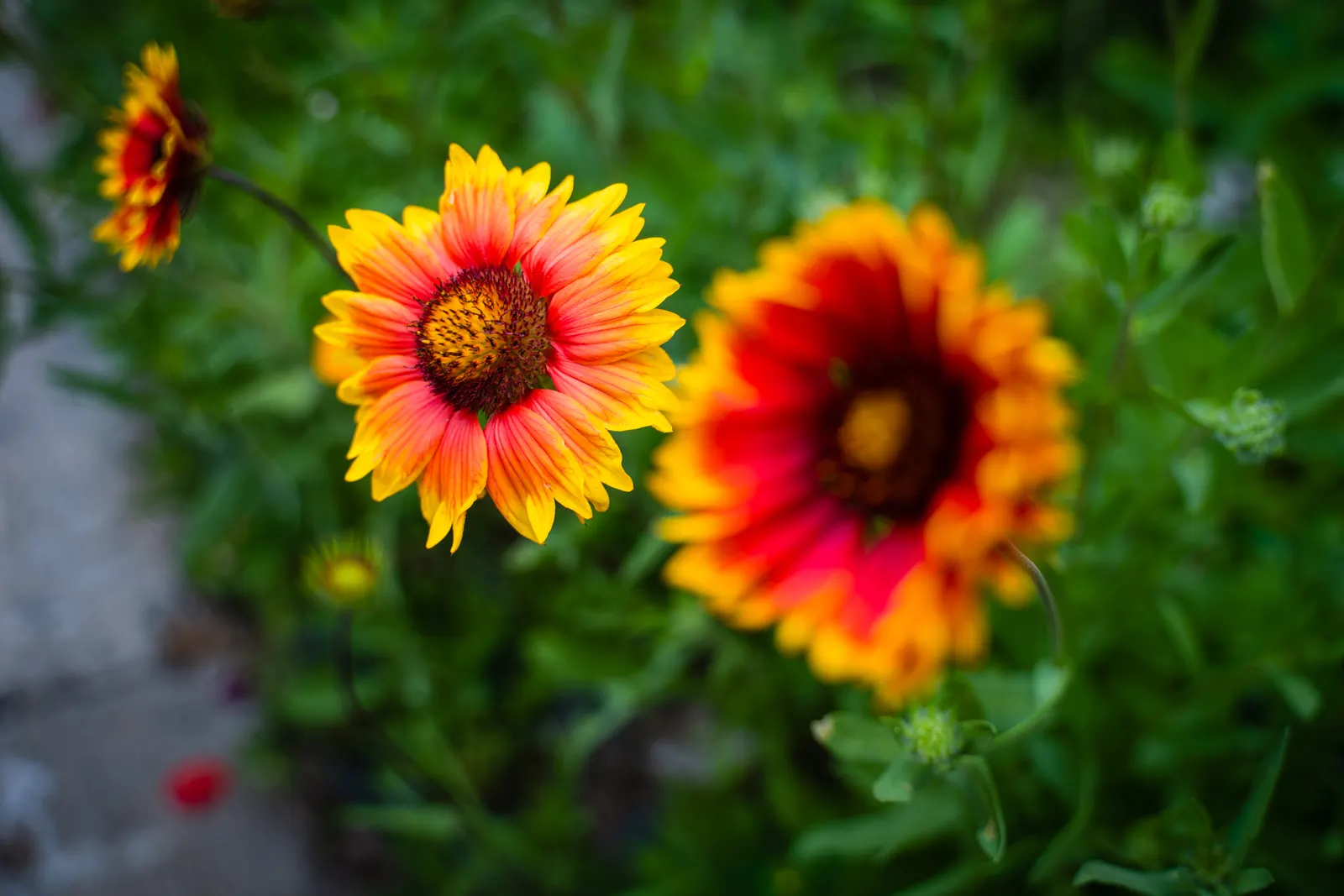 Blanket Flower (Gaillardia X Grandiflora) — or meadow-style plantings; ensuring it remains a delightful and enduring presence in your landscape, image 100