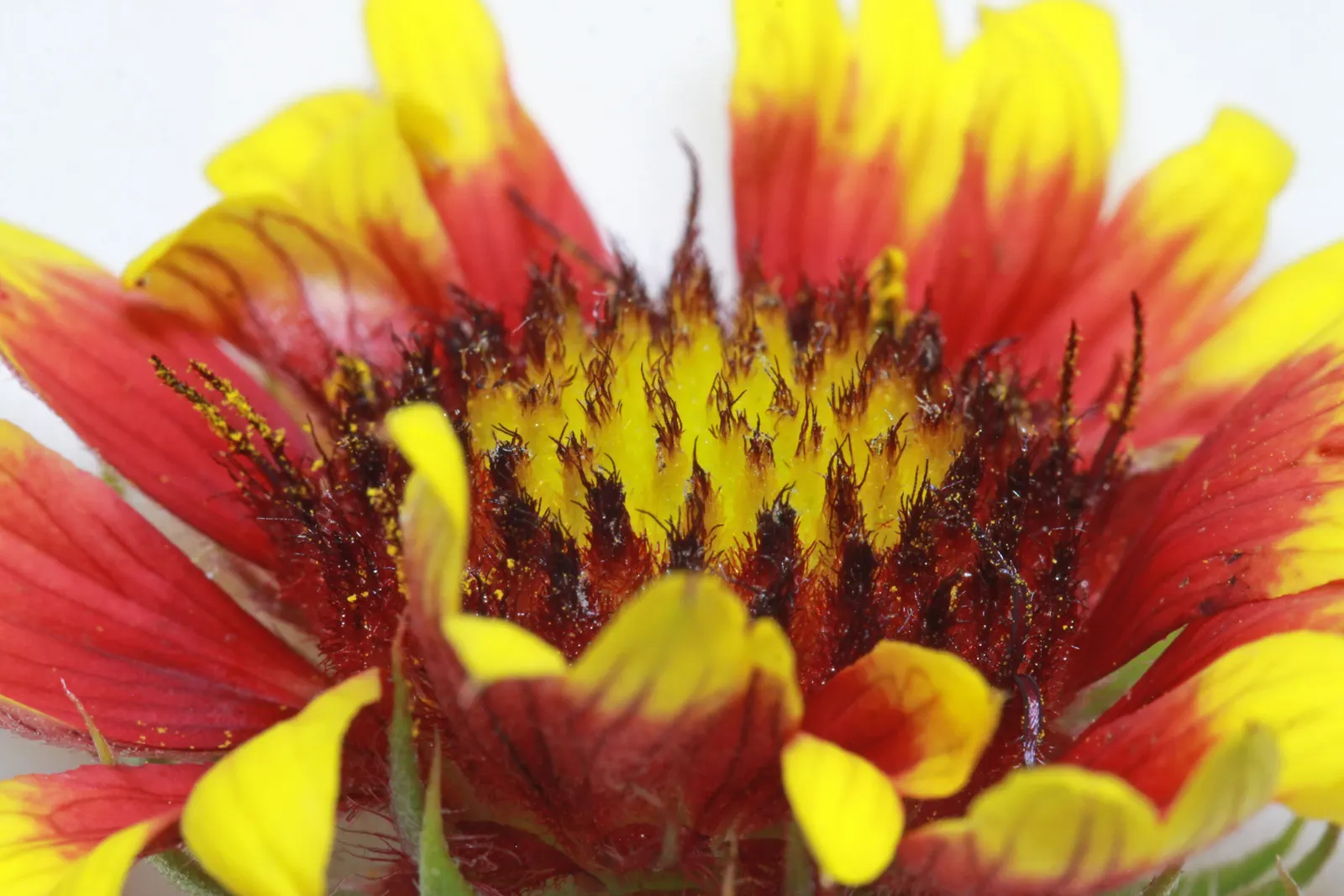 Blanket Flower (Gaillardia X Grandiflora) — This hardy cultivar is a hybrid; from early summer to fall, image 65