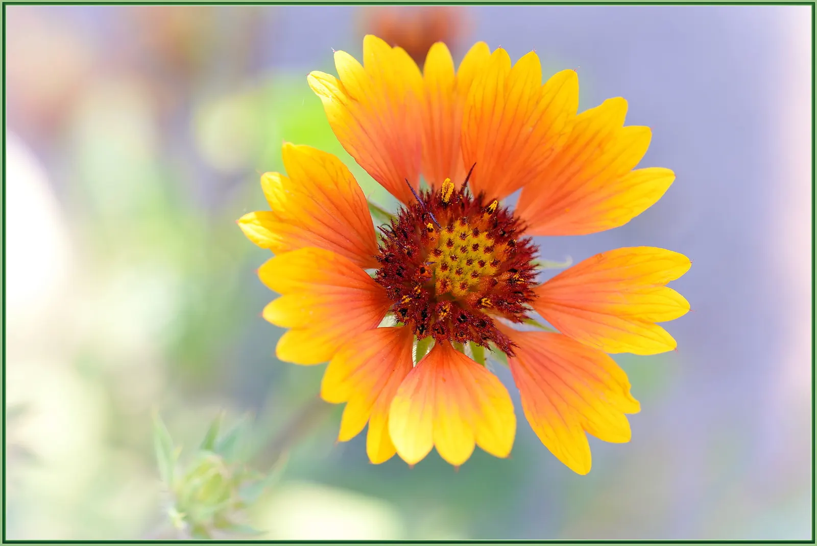 Blanket Flower (Gaillardia X Grandiflora) — is a vibrant perennial that boasts a long blooming season; reducing the need for frequent watering, image 91