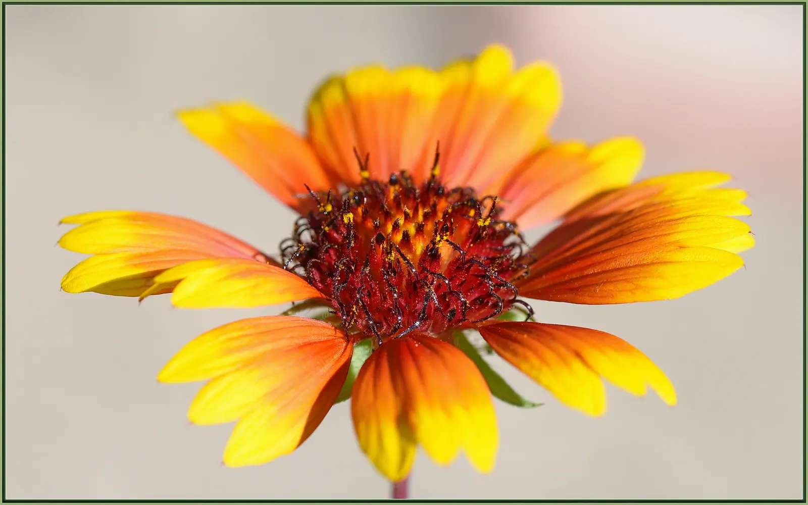 Blanket Flower (Gaillardia X Grandiflora) — from early summer to fall; ensuring it remains a delightful and enduring presence in your landscape, image 88