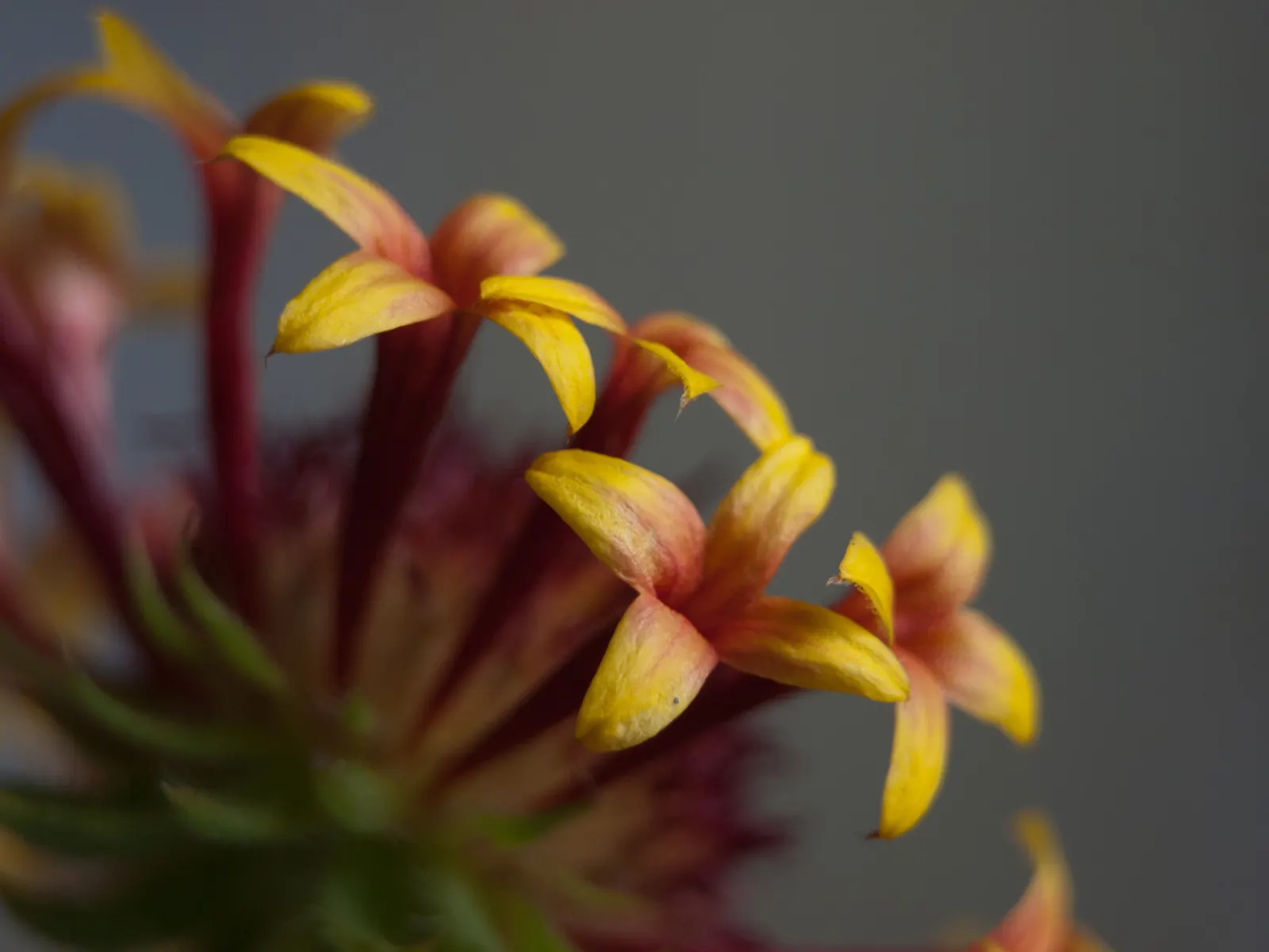 Blanket Flower (Gaillardia X Grandiflora) — Hardy across USDA zones 3-10; reducing the need for frequent watering