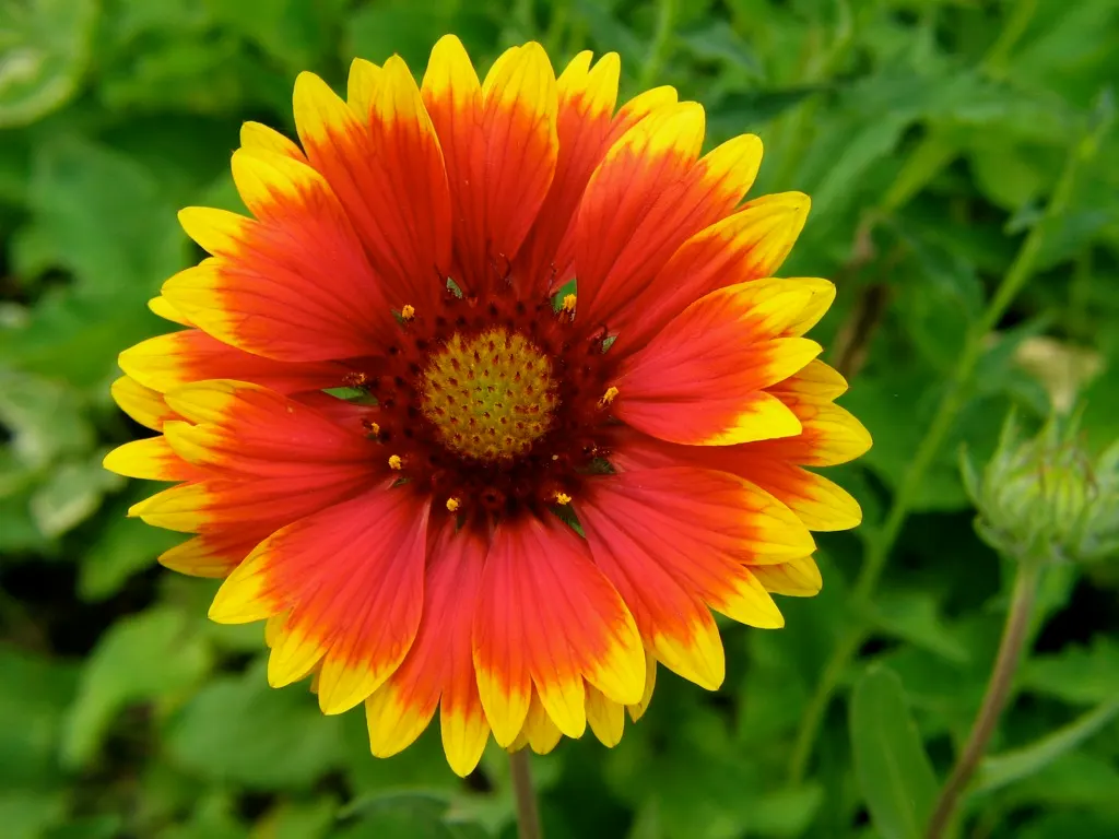 Blanket Flower (Gaillardia X Grandiflora) — making it an excellent choice for sunny borders; reducing the need for frequent watering, image 99