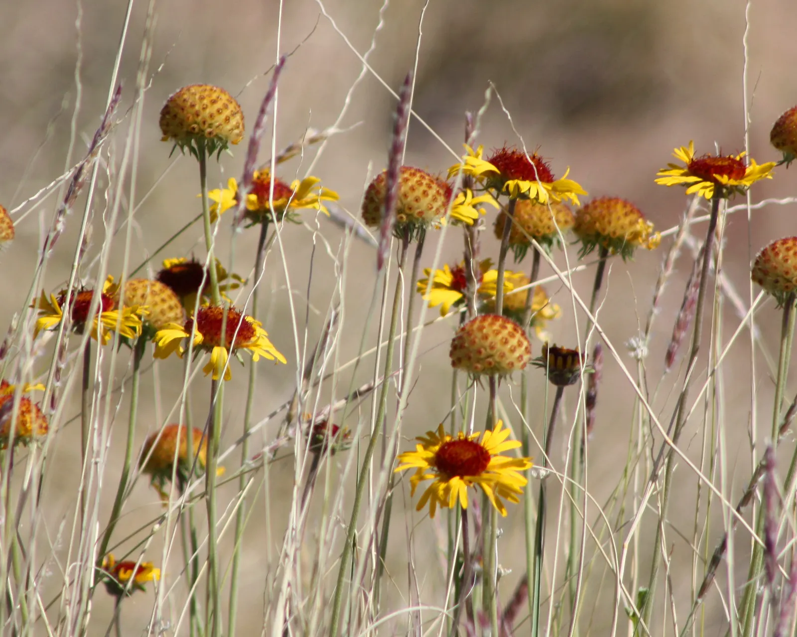 Blanket Flower (Gaillardia X Grandiflora) — Ideal for US zones 3-10, it thrives in full sun, reaching 1-3 feet in height and spread