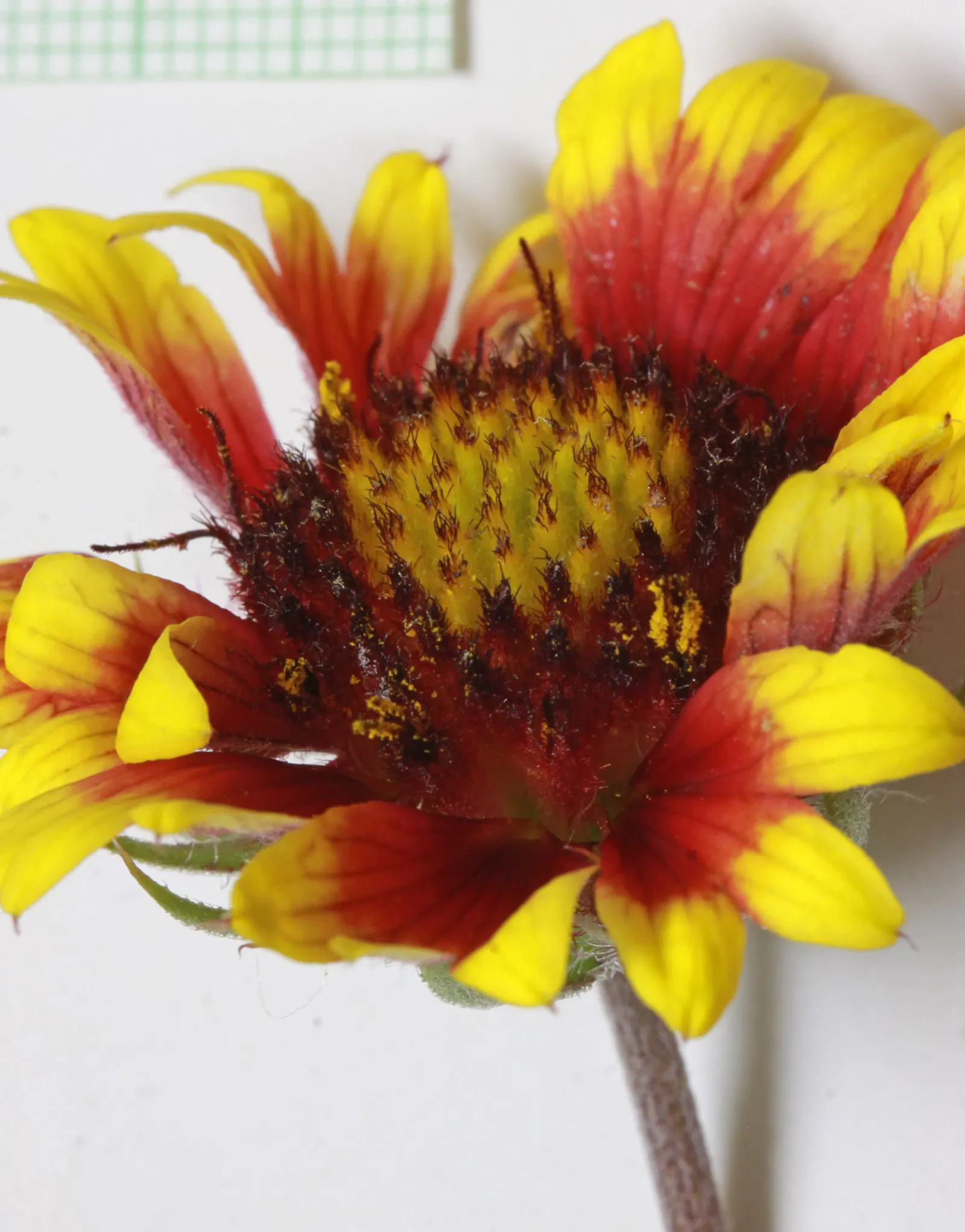Blanket Flower (Gaillardia X Grandiflora) — daisy-like blossoms in red; from early summer to fall, image 113