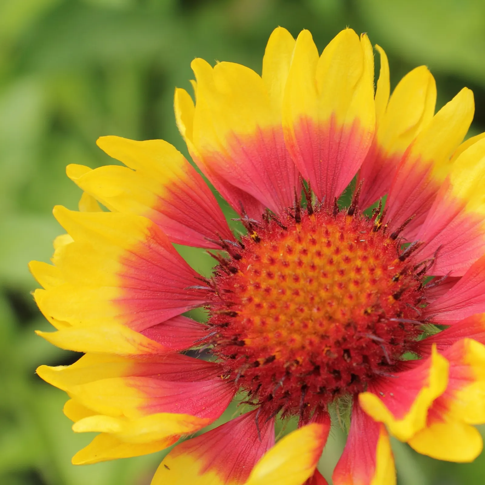 Blanket Flower (Gaillardia X Grandiflora) — making it an excellent choice for sunny borders; reducing the need for frequent watering, image 127