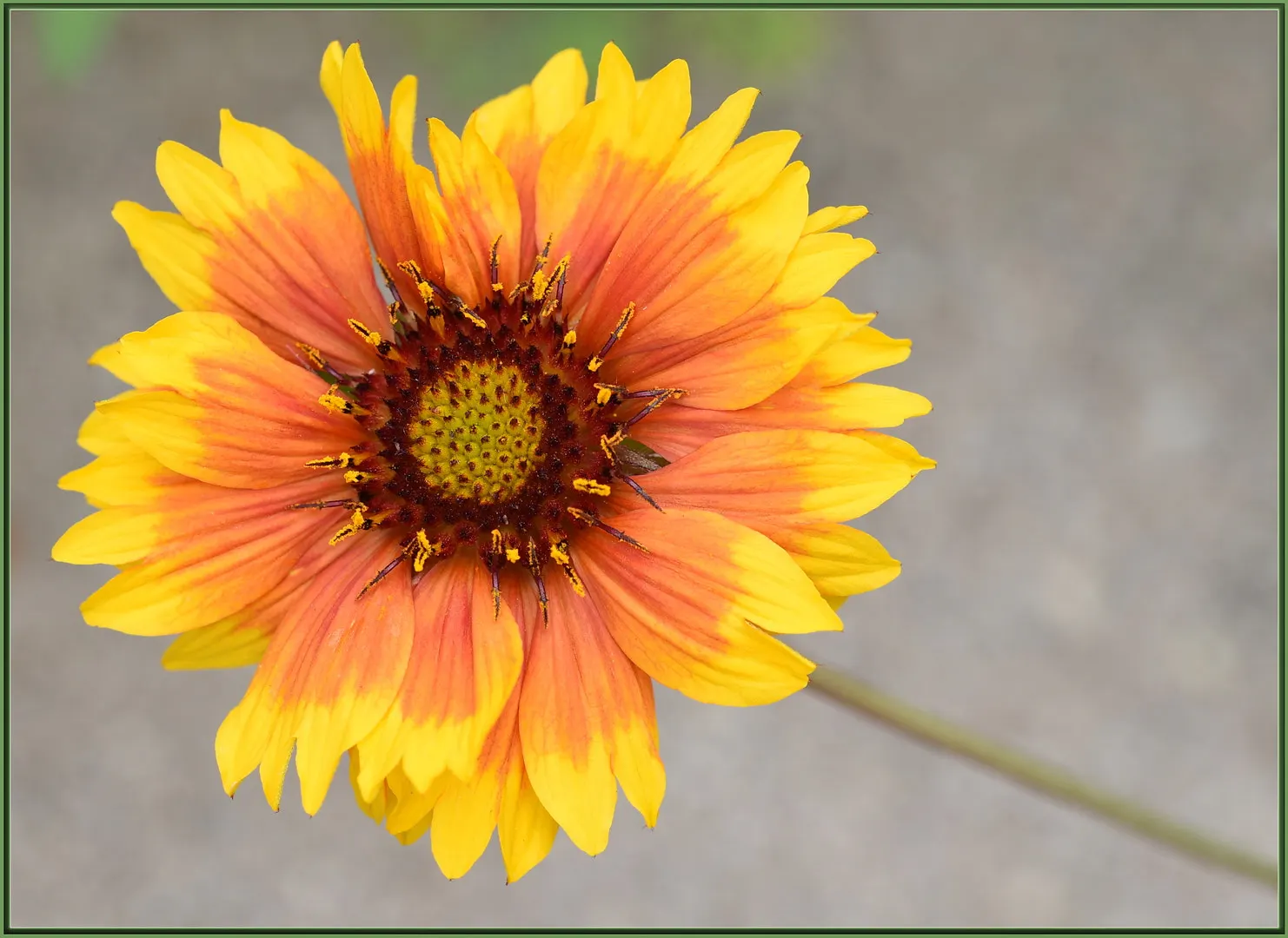 Blanket Flower (Gaillardia X Grandiflora) — Being low-maintenance, they require minimal care, though deadheading can promote prolonged blooming, image 78