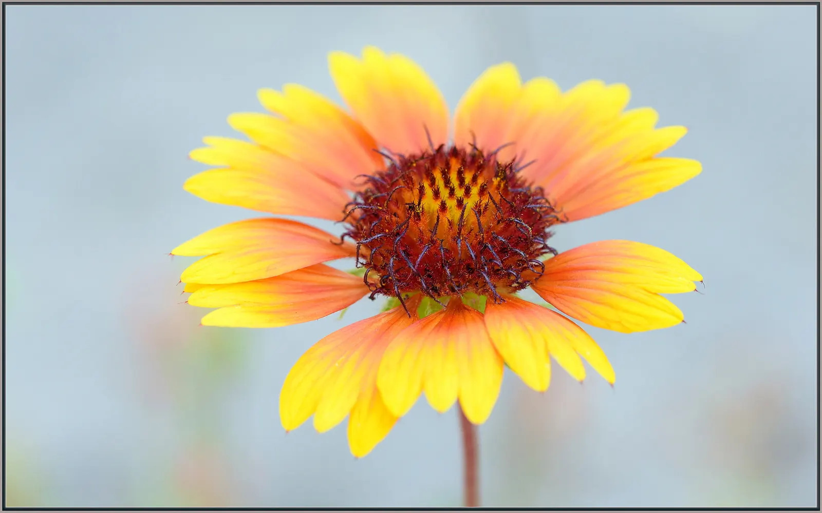 Blanket Flower (Gaillardia X Grandiflora) — reducing the need for frequent watering; the Blanket Flower features daisy-like blossoms, image 130