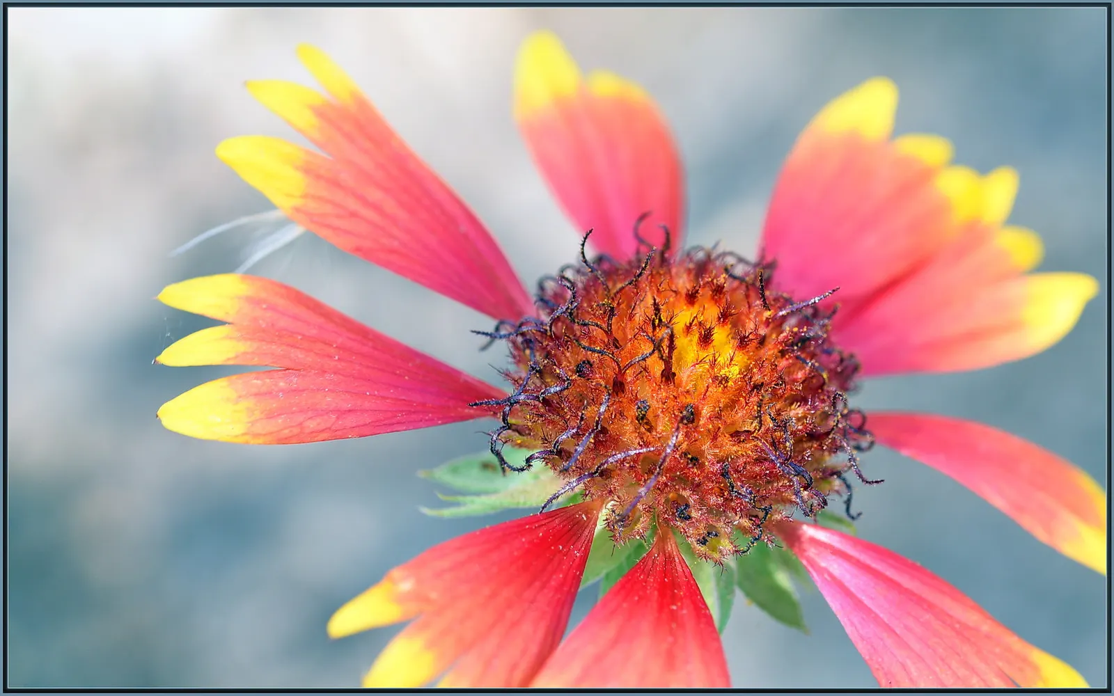 Blanket Flower (Gaillardia X Grandiflora) — mounded coverage.<br><br>Adapted to a wide range of soil conditions; from early summer to fall, image 69
