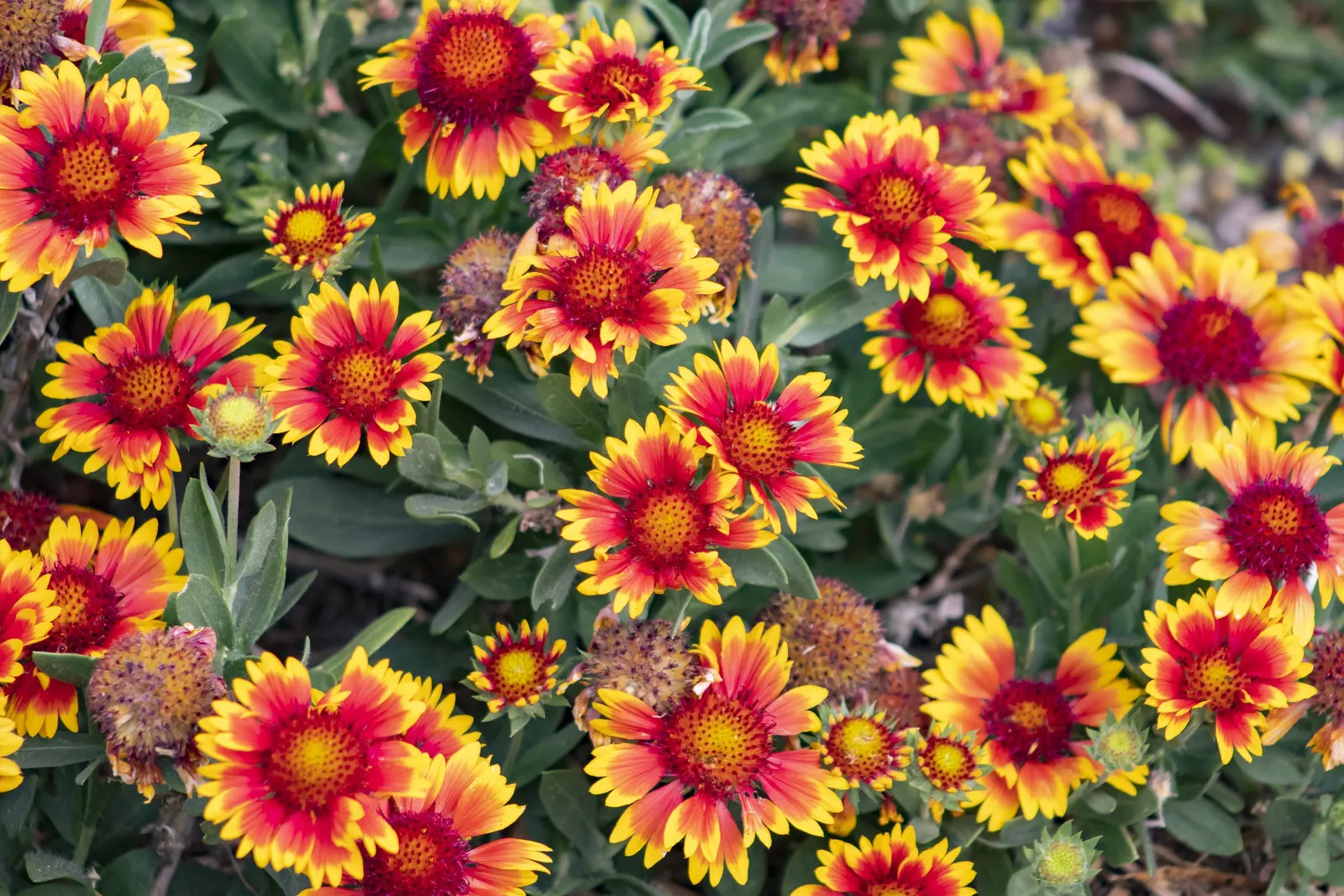 Blanket Flower (Gaillardia X Grandiflora) — reducing the need for frequent watering