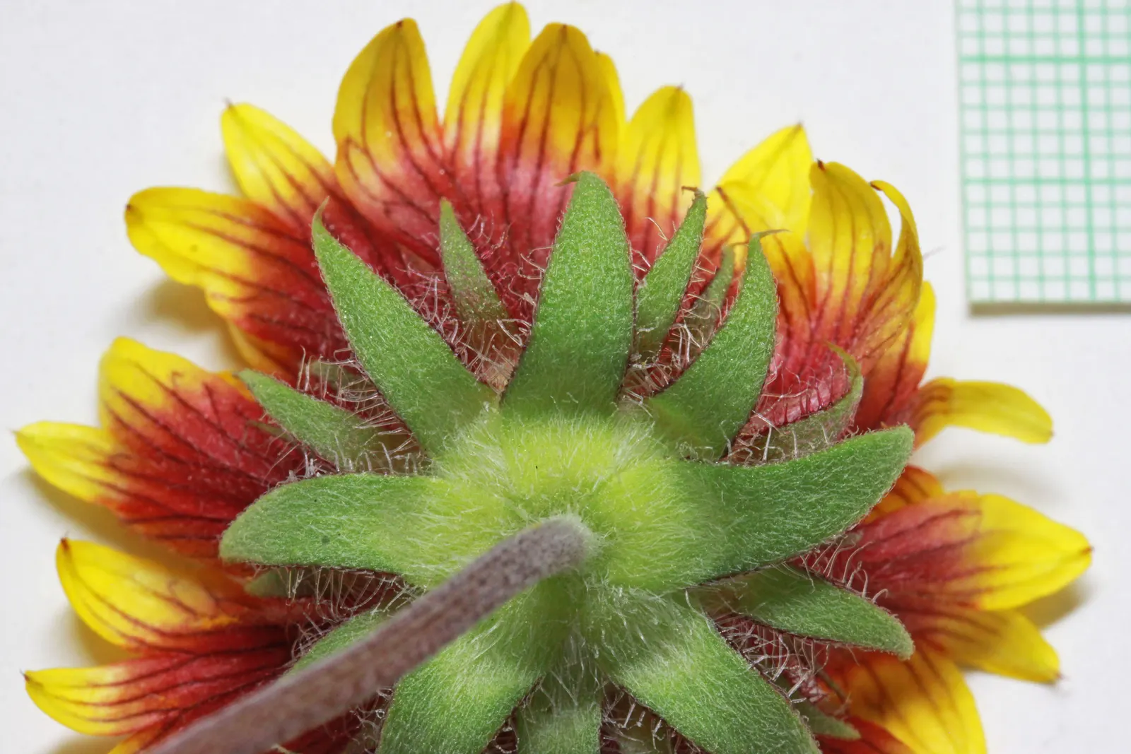 Blanket Flower (Gaillardia X Grandiflora) — resulting from a cross between Gaillardia aristata and Gaillardia pulchella; the Blanket Flower, image 122