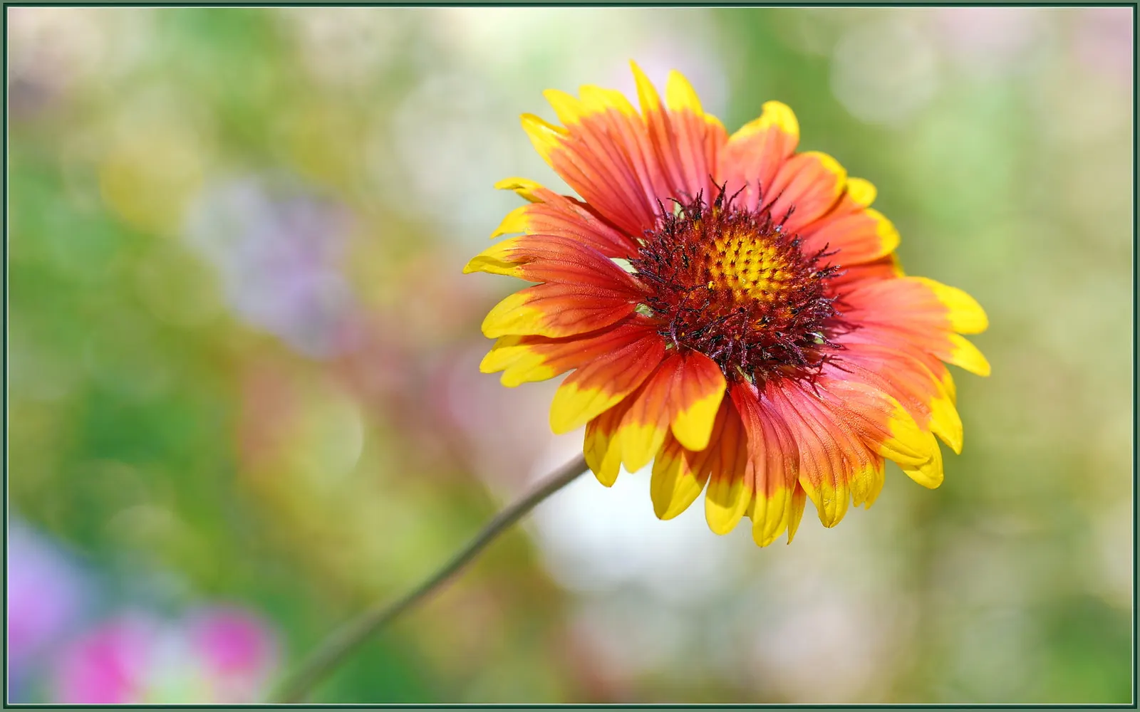 Blanket Flower (Gaillardia X Grandiflora) — This hardy cultivar is a hybrid; from early summer to fall, image 121