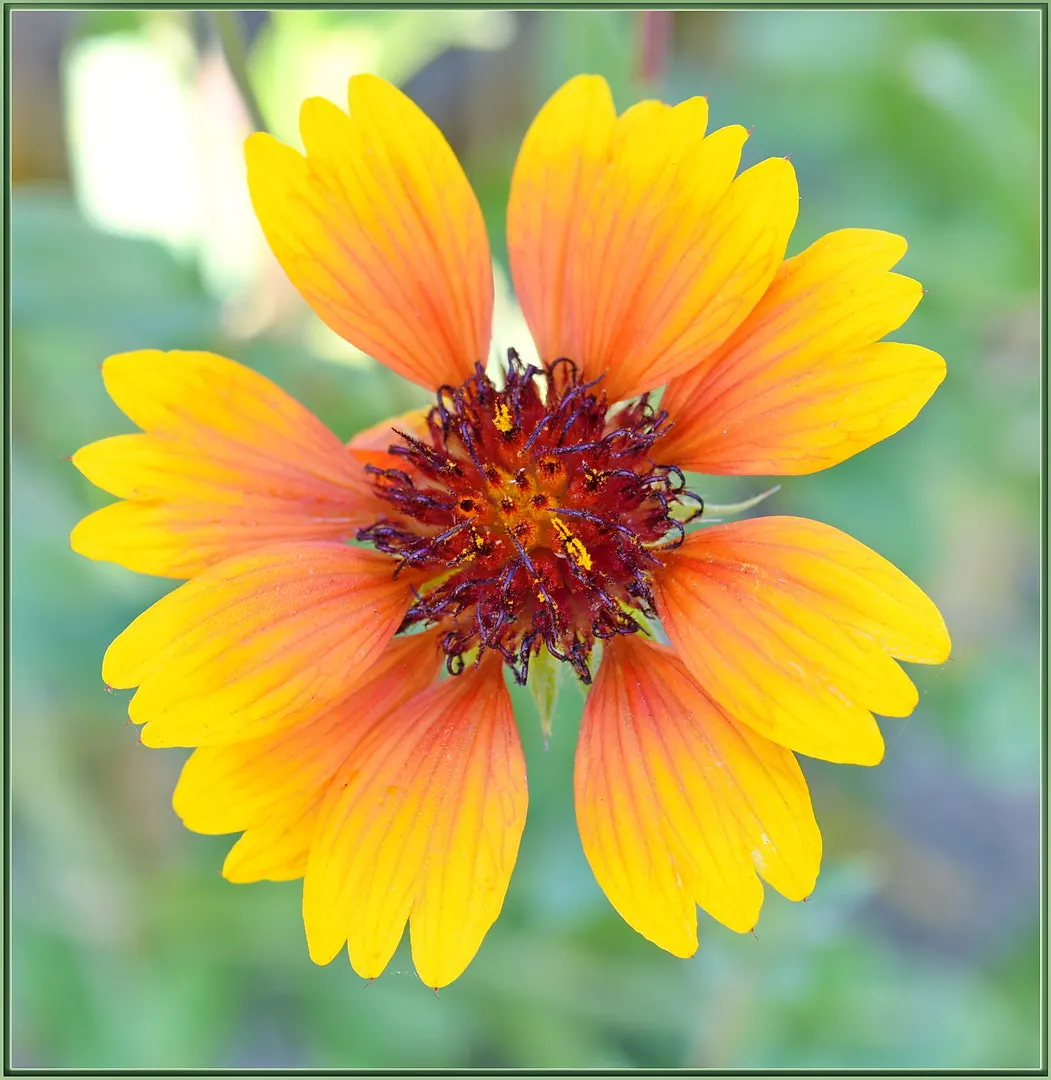 Blanket Flower (Gaillardia X Grandiflora) — perennial with multi-colored and orange blooms; reducing the need for frequent watering