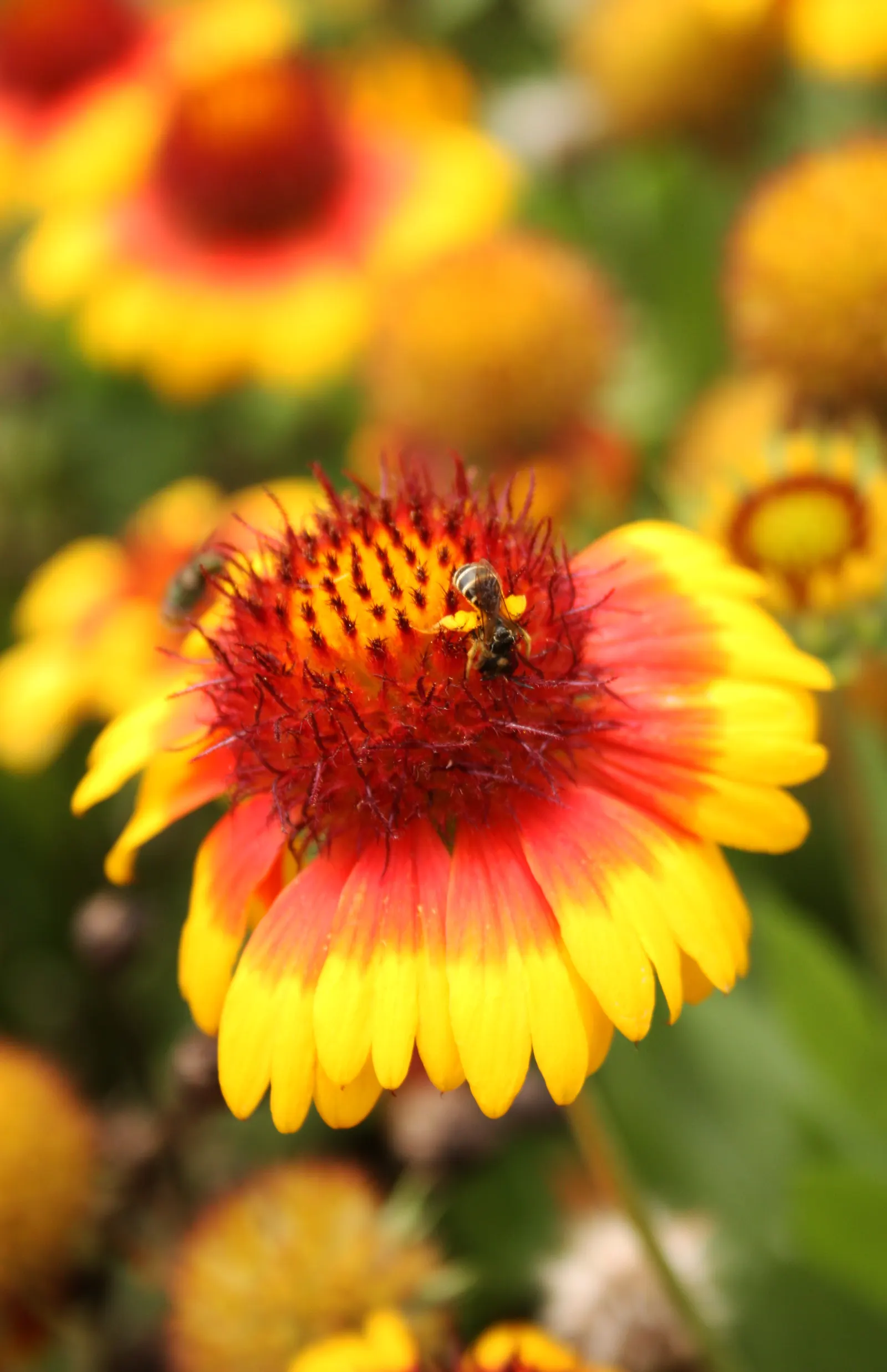 Blanket Flower (Gaillardia X Grandiflora) — reducing the need for frequent watering; the Blanket Flower features daisy-like blossoms