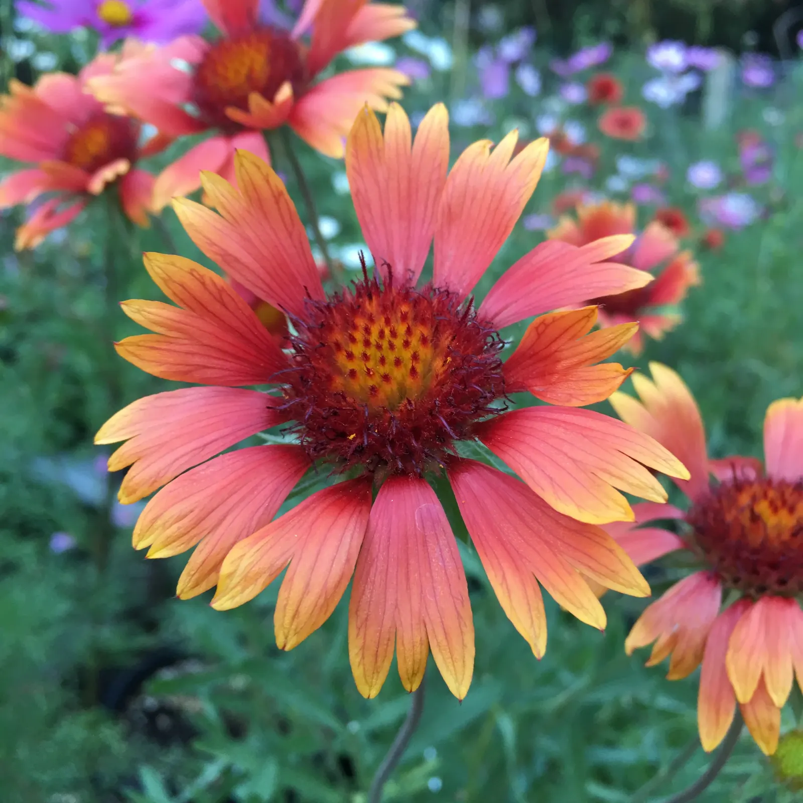 Blanket Flower (Gaillardia X Grandiflora) — perennial for full; ensuring it remains a delightful and enduring presence in your landscape design, image 84