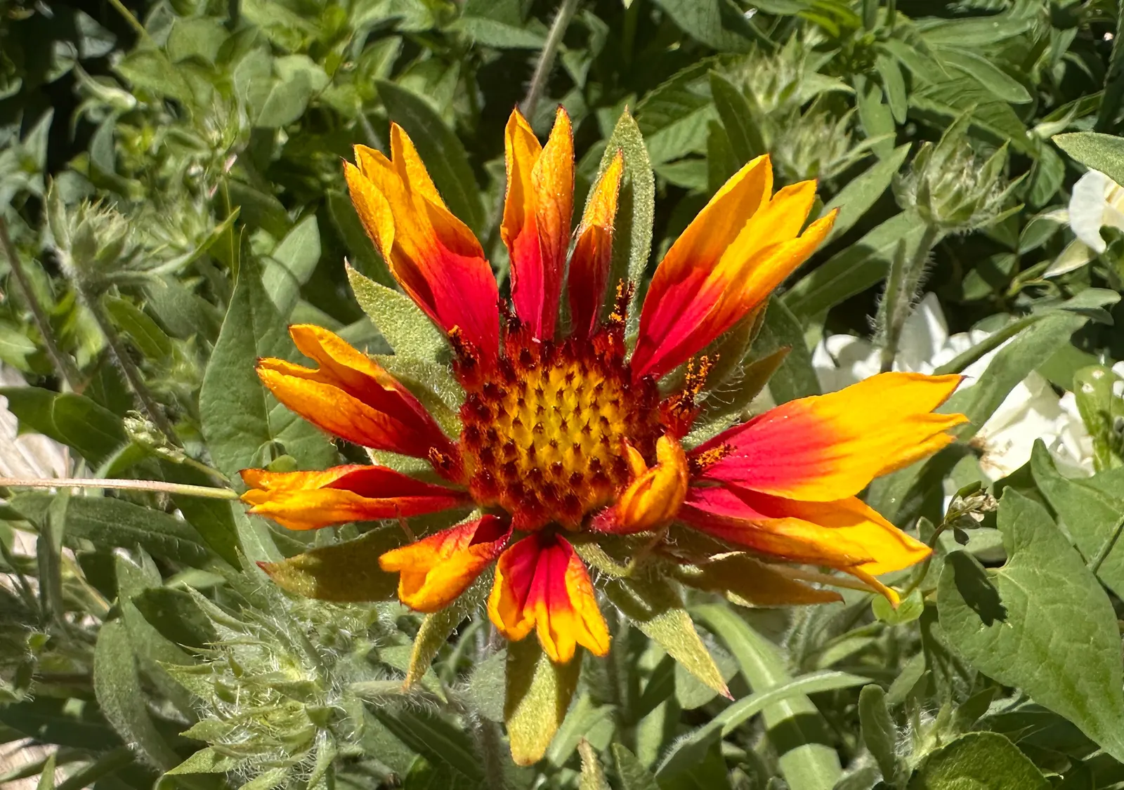 Blanket Flower (Gaillardia X Grandiflora) — Low maintenance with moderate water needs, it's perfect for xeriscaping; reducing the need for frequent, image 115